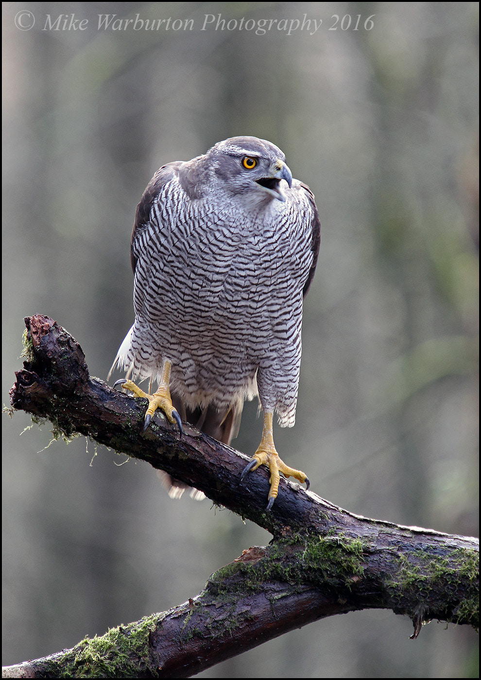 Sigma 50-500mm f/4-6.3 APO HSM EX sample photo. Northern goshawk (female) photography