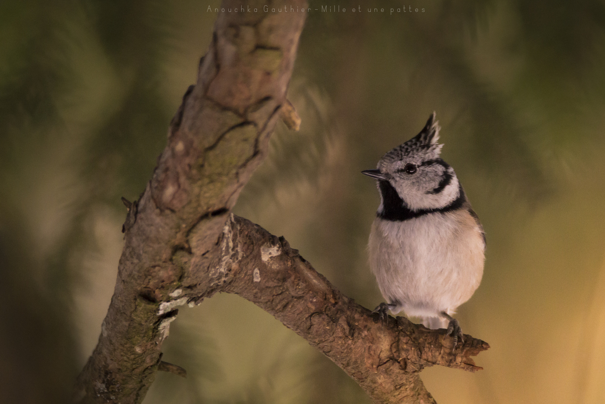 Tamron SP 150-600mm F5-6.3 Di VC USD sample photo. Creasted tit and light photography