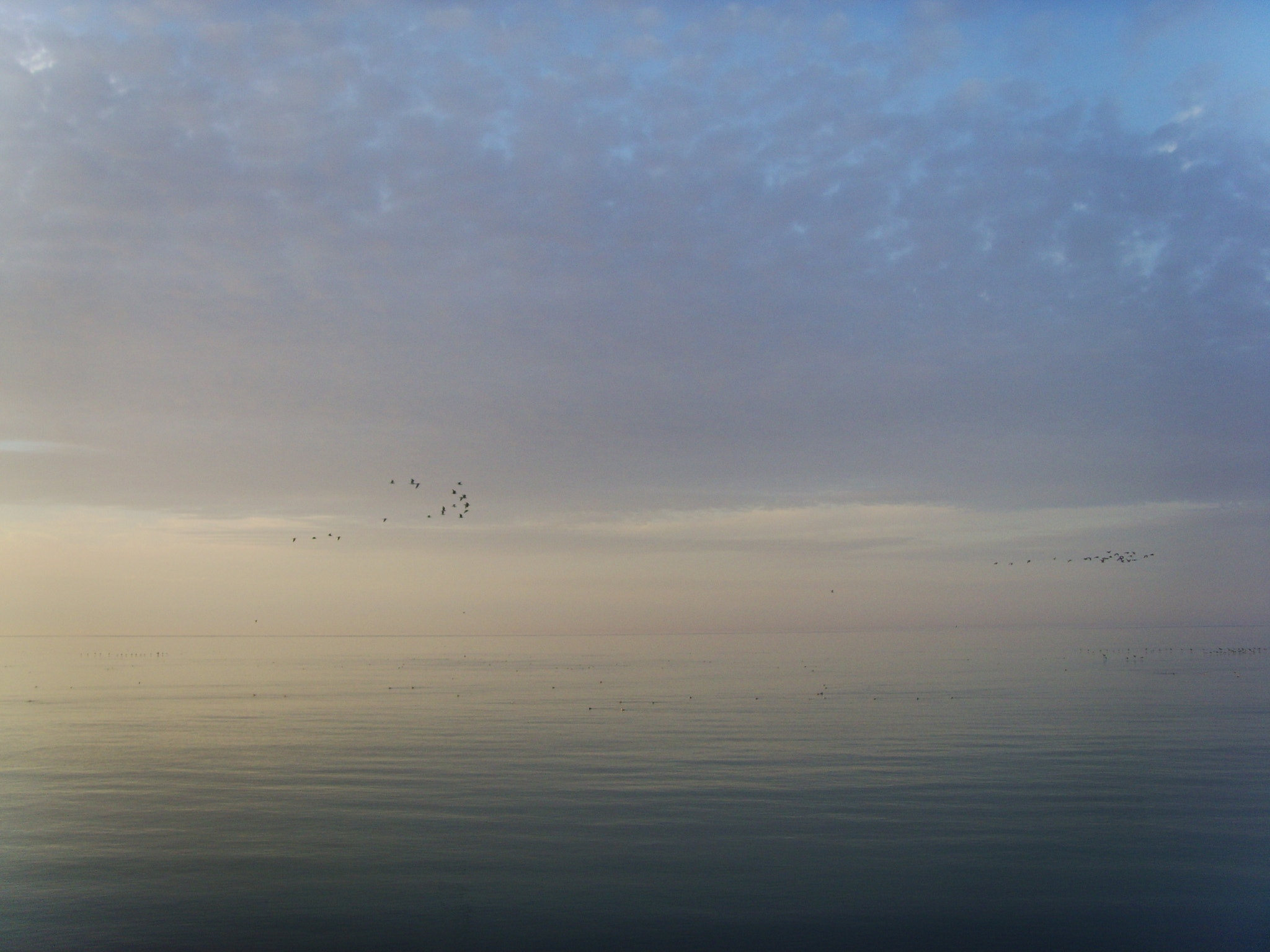 DIGITAL CAM sample photo. Black sea and birds. photography