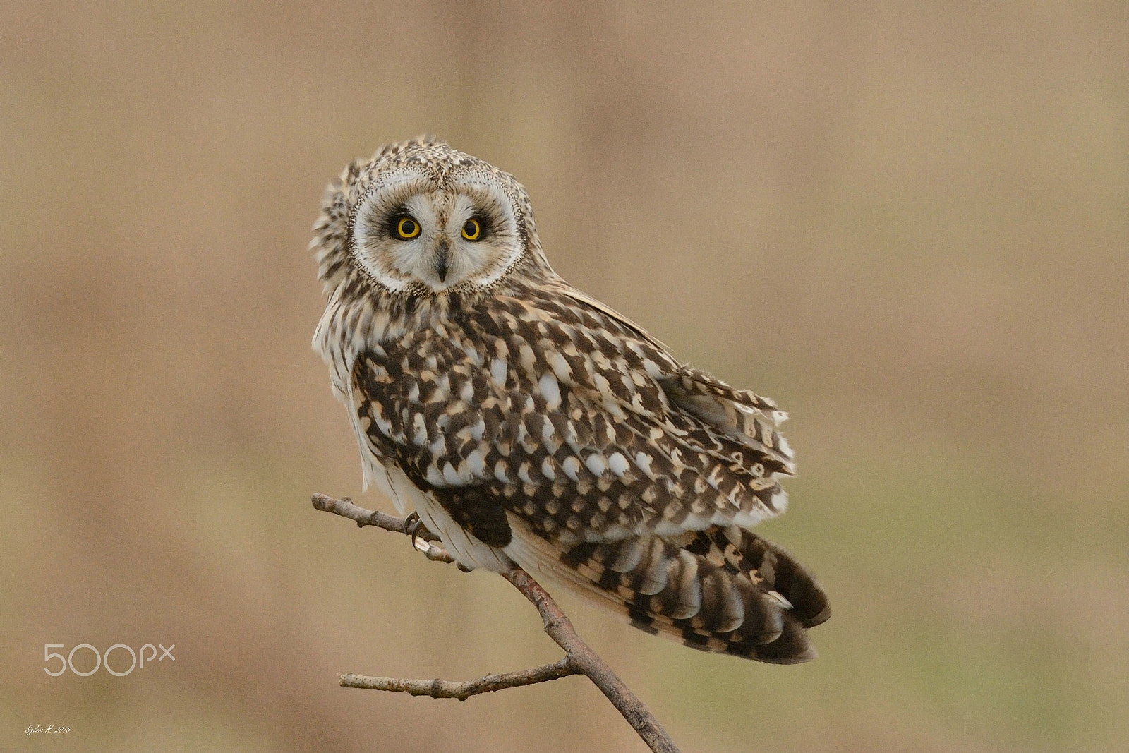 Nikon AF-S Nikkor 300mm F2.8G ED-IF VR sample photo. Short-eared owl photography