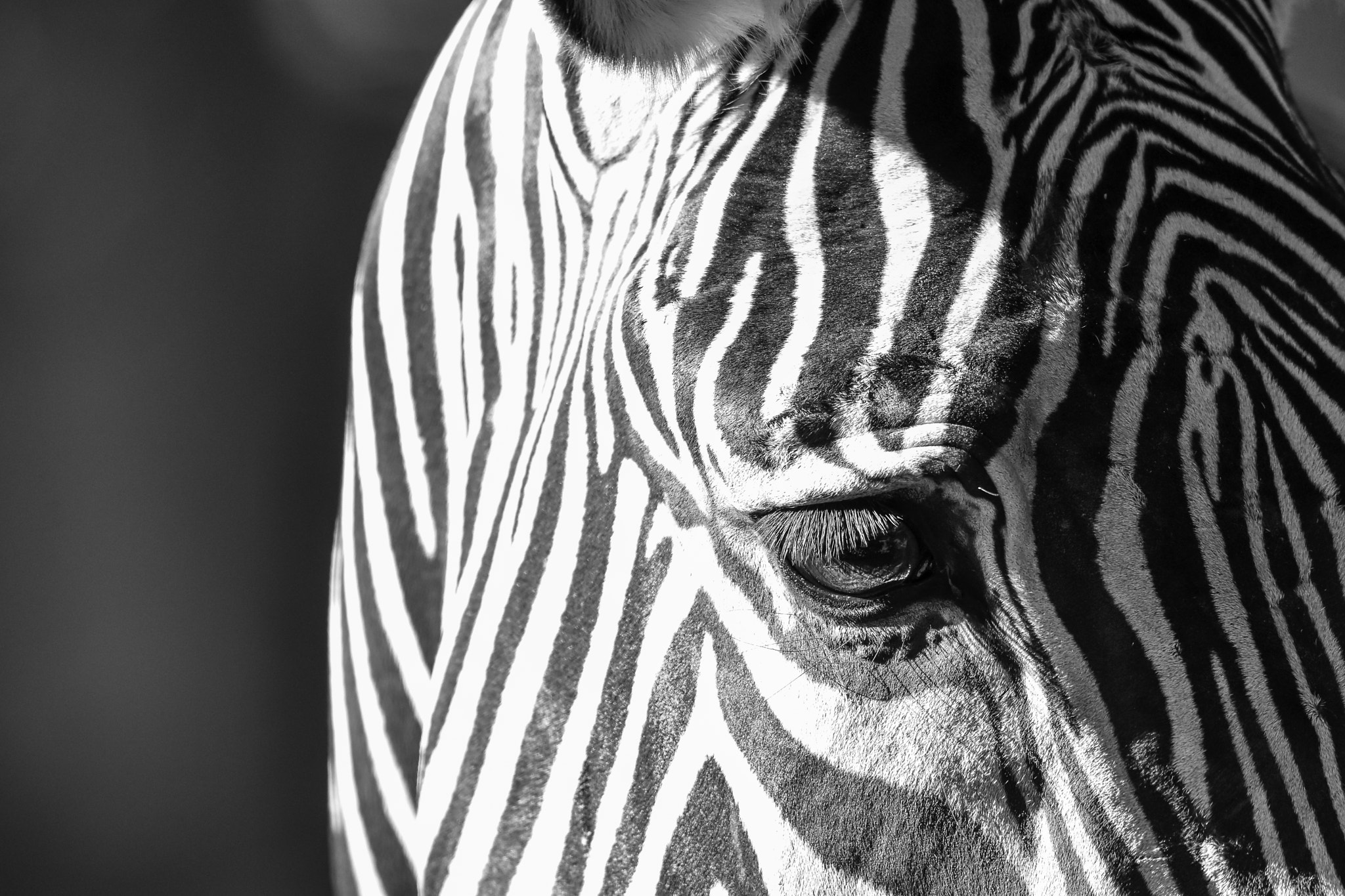 Nikon D7200 + Nikon AF-S Nikkor 600mm F4G ED VR sample photo. The forlorn zebra photography