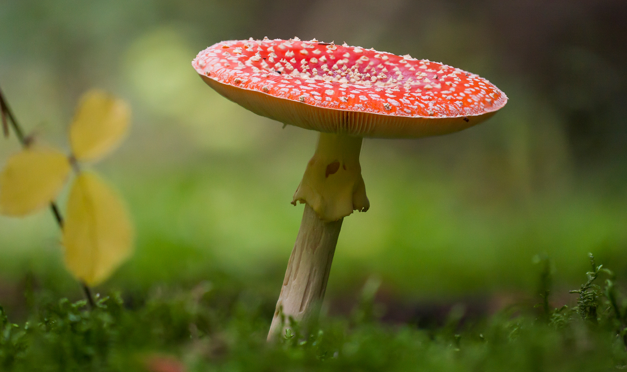 Canon EOS 40D + Canon EF 100mm F2.8L Macro IS USM sample photo. Fliegenpilz photography
