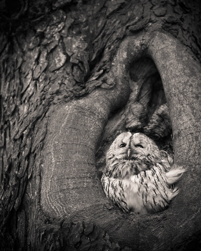 Nikon AF-S Nikkor 300mm F2.8G ED VR II sample photo. Tawny owl photography