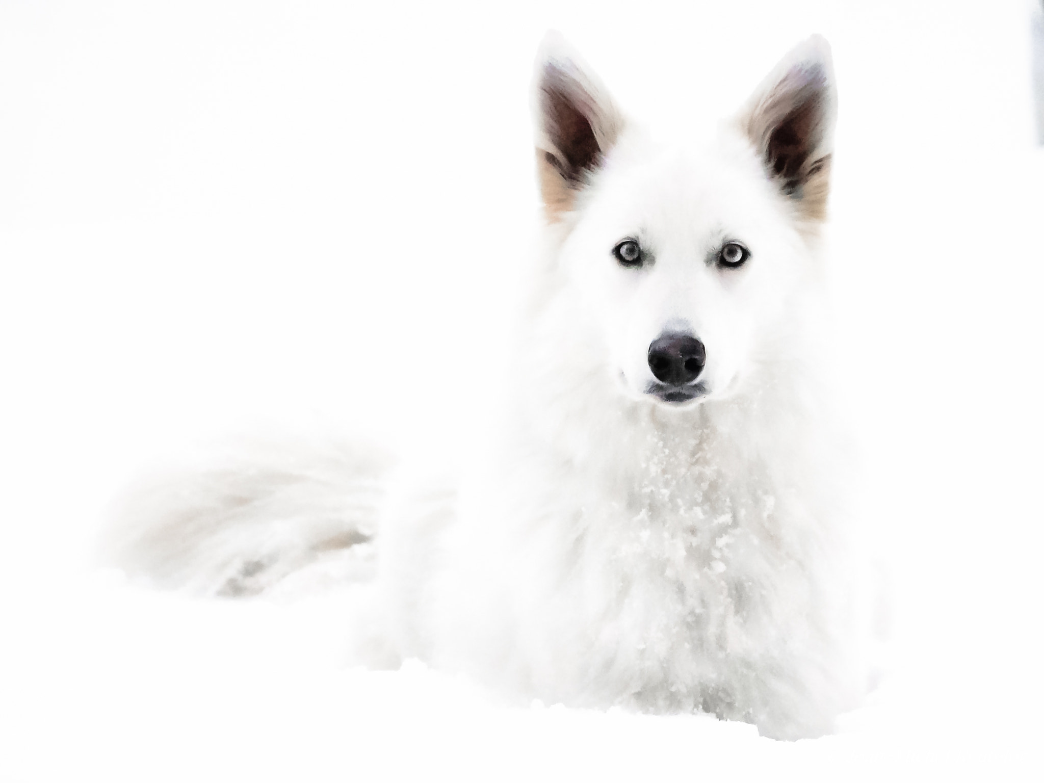 Panasonic Lumix DMC-GX8 sample photo. White in white photography