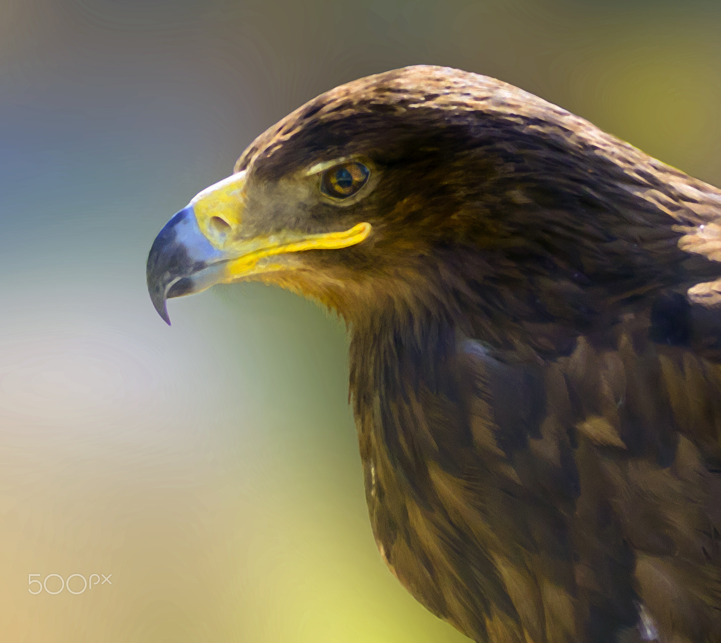 Canon EOS 5DS R + Sigma 150-600mm F5-6.3 DG OS HSM | C sample photo. Eagle photography