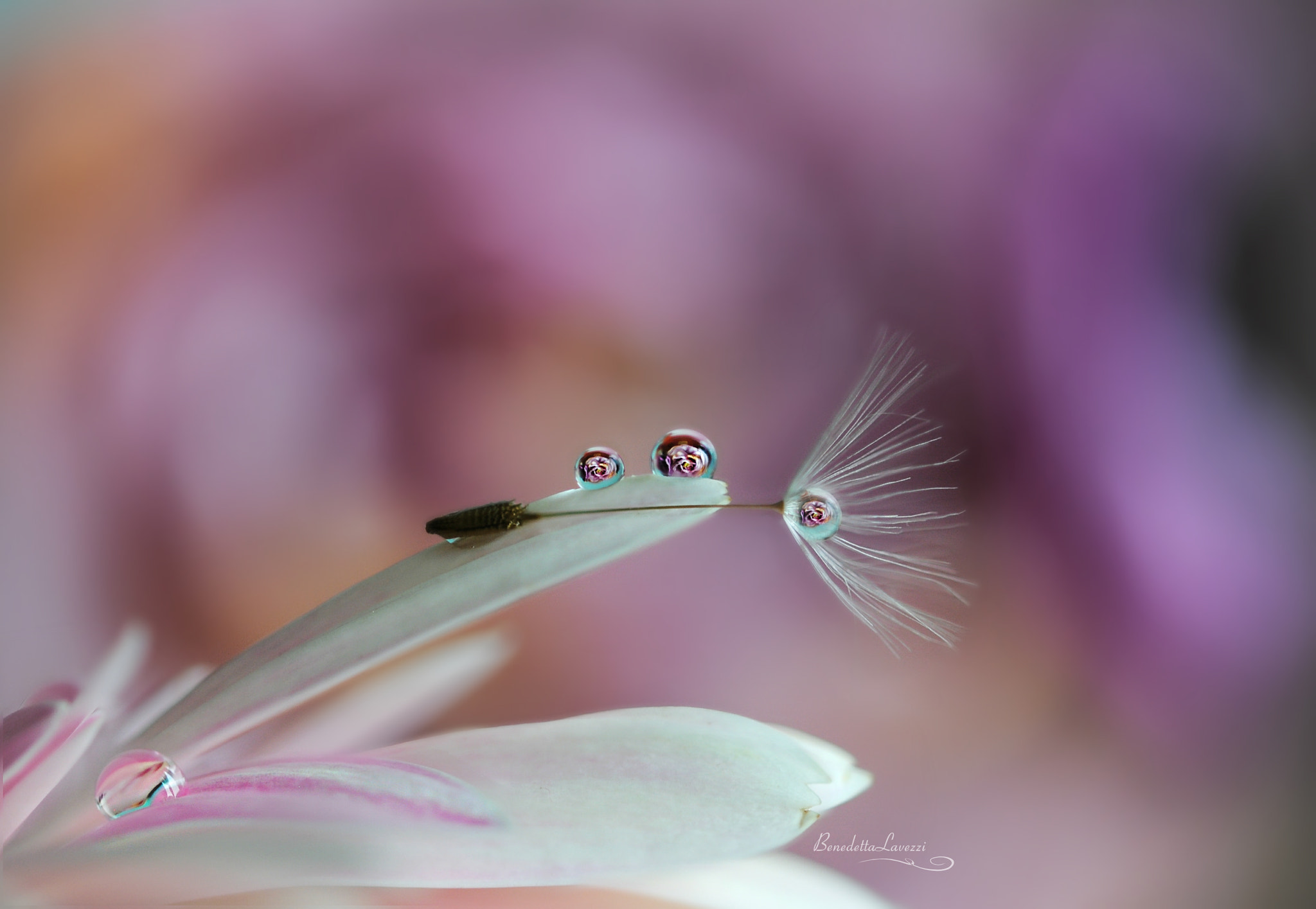 Sigma 105mm F2.8 EX DG OS HSM sample photo. Sei nell'anima photography