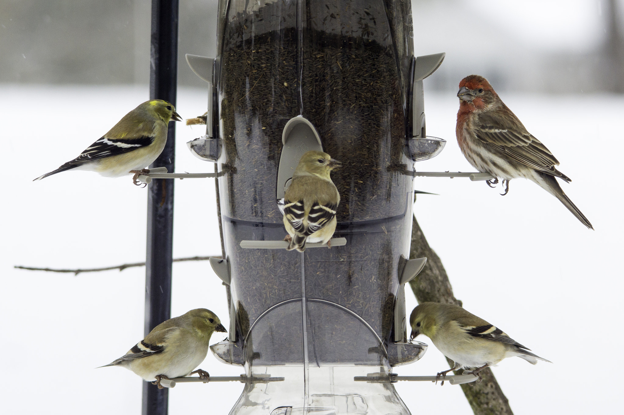 Sony SLT-A65 (SLT-A65V) + Tamron 80-300mm F3.5-6.3 sample photo. Fun with finches photography