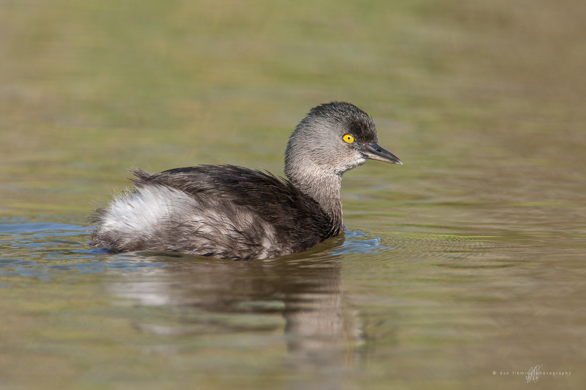 Canon EF 600mm f/4L IS sample photo. Least grebe (tachybaptus dominicus) photography