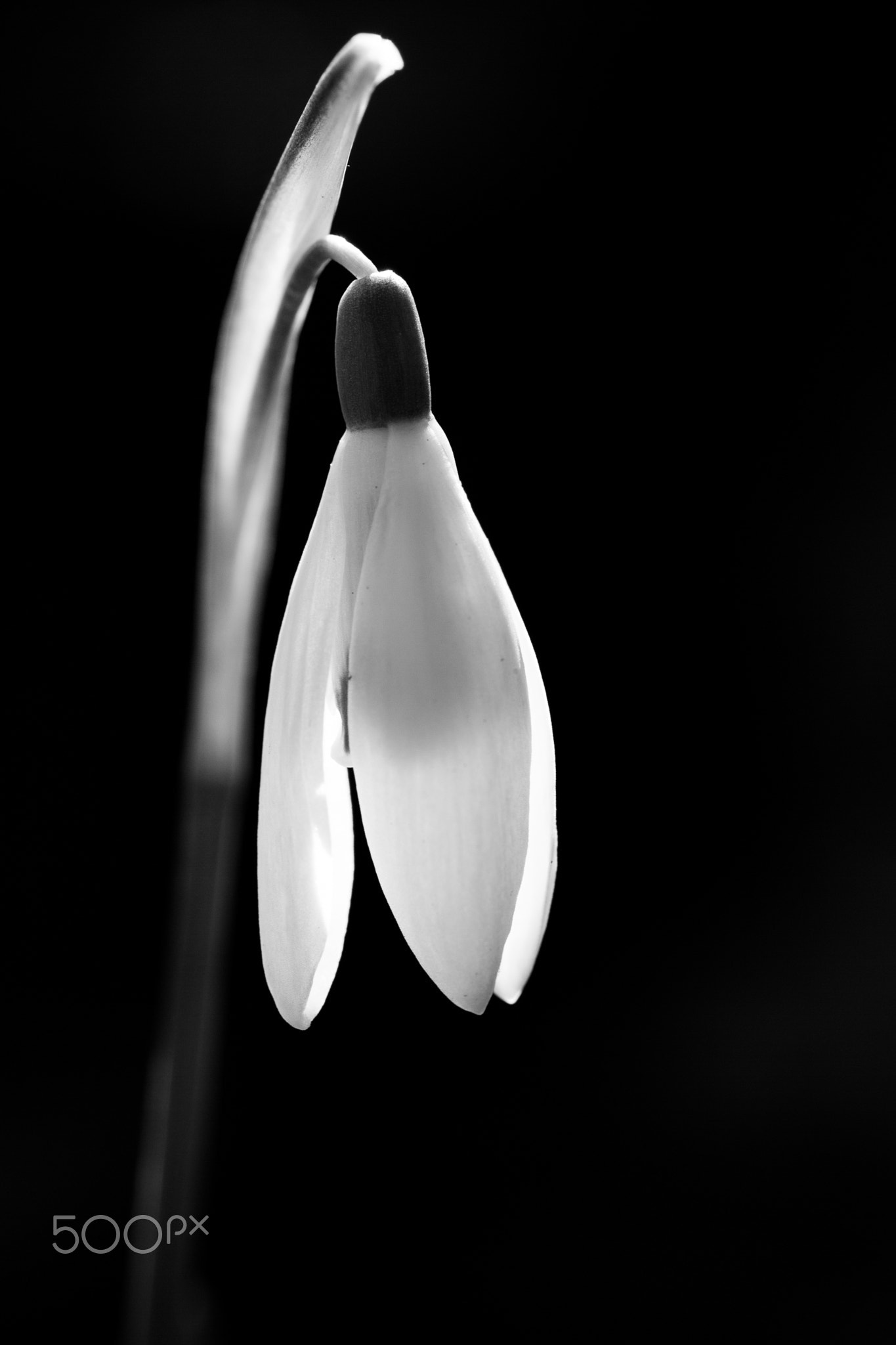 Snowdrop