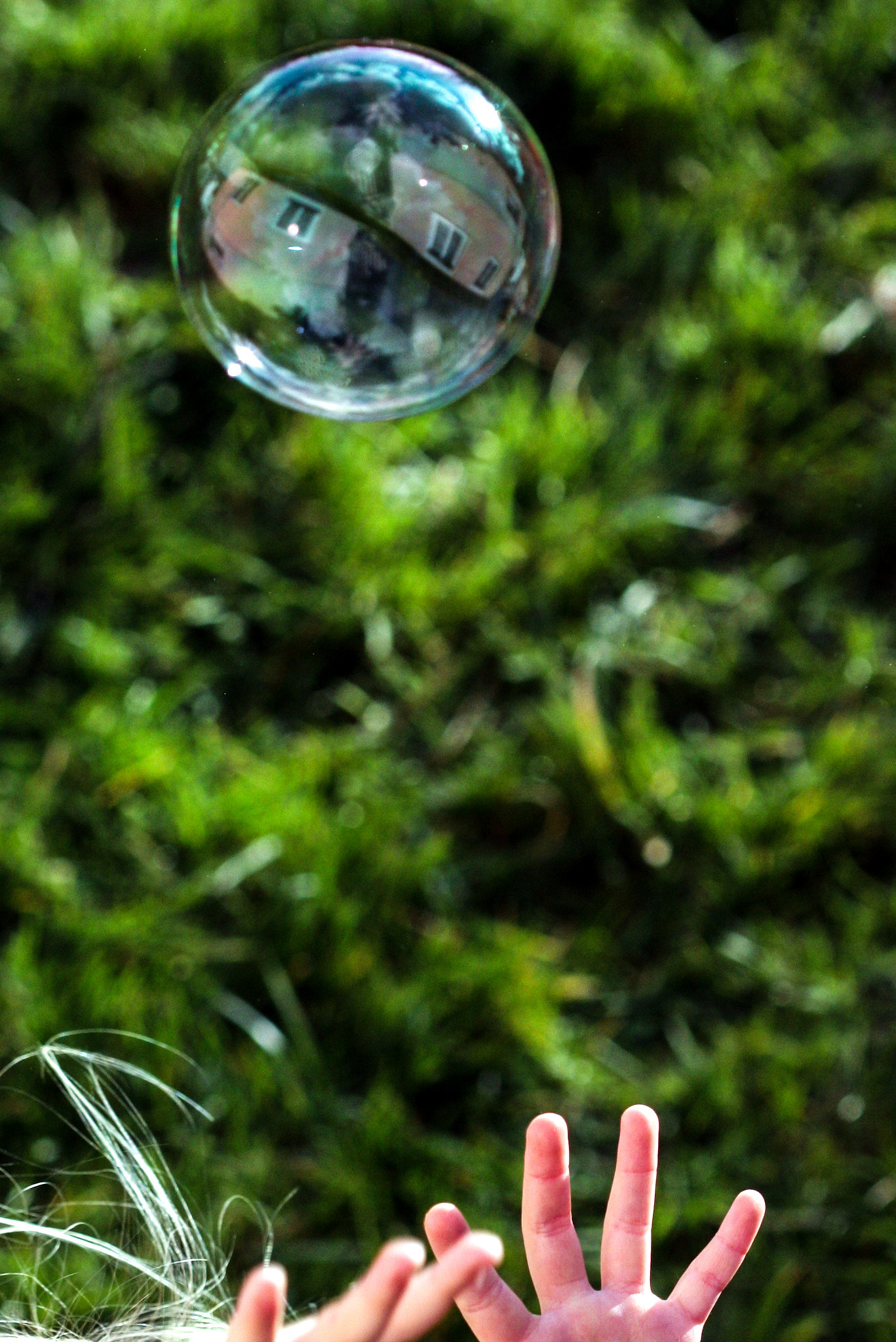 Canon EF 100mm F2.8 Macro USM sample photo. Bulle photography