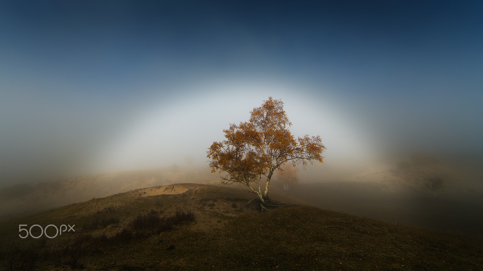 Canon EF 14mm F2.8L II USM sample photo. Tree photography