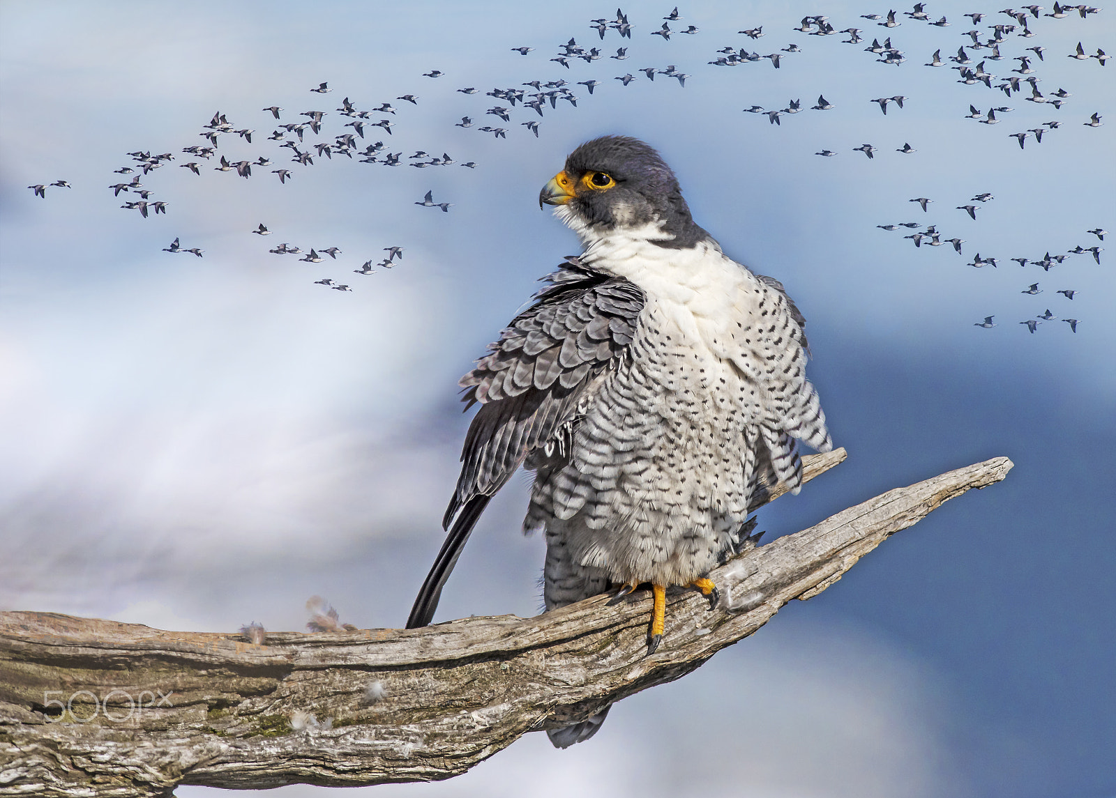 Nikon AF-S Nikkor 300mm F2.8G ED-IF VR sample photo. My first attempt at blending in ps!!! photography