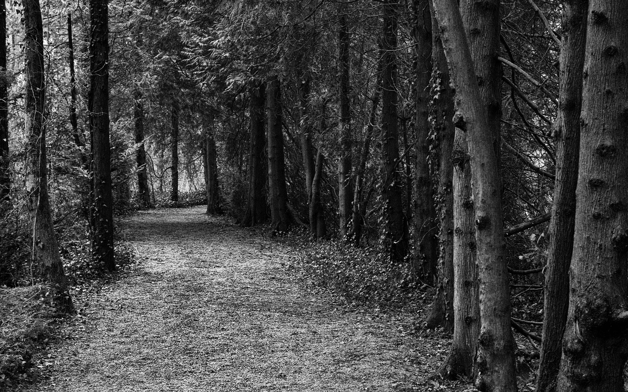 Canon EF 40mm F2.8 STM sample photo. Path in the forest photography