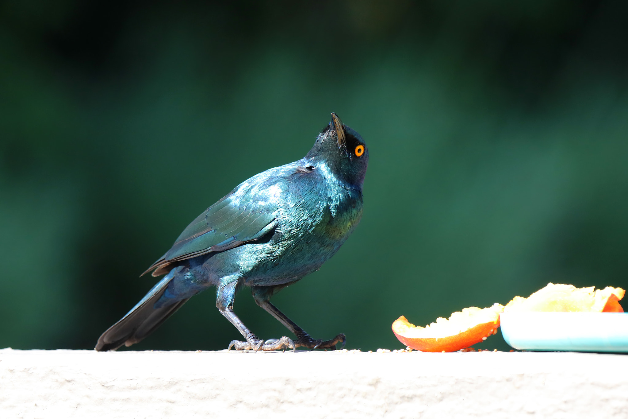 Canon EF 100-400mm F4.5-5.6L IS USM sample photo. Look, there's a bird.... photography