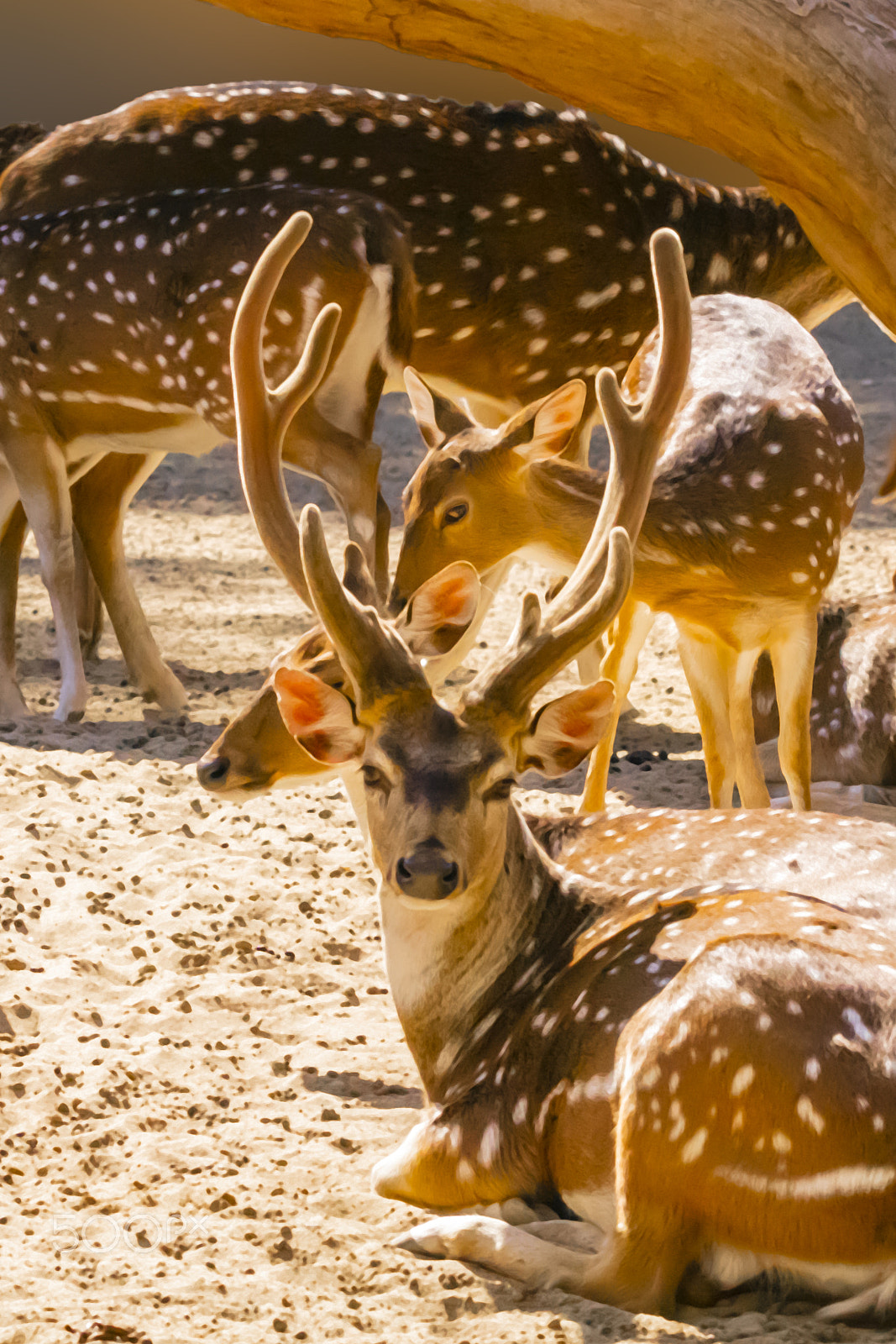 Sigma 150-600mm F5-6.3 DG OS HSM | C sample photo. Gazella photography