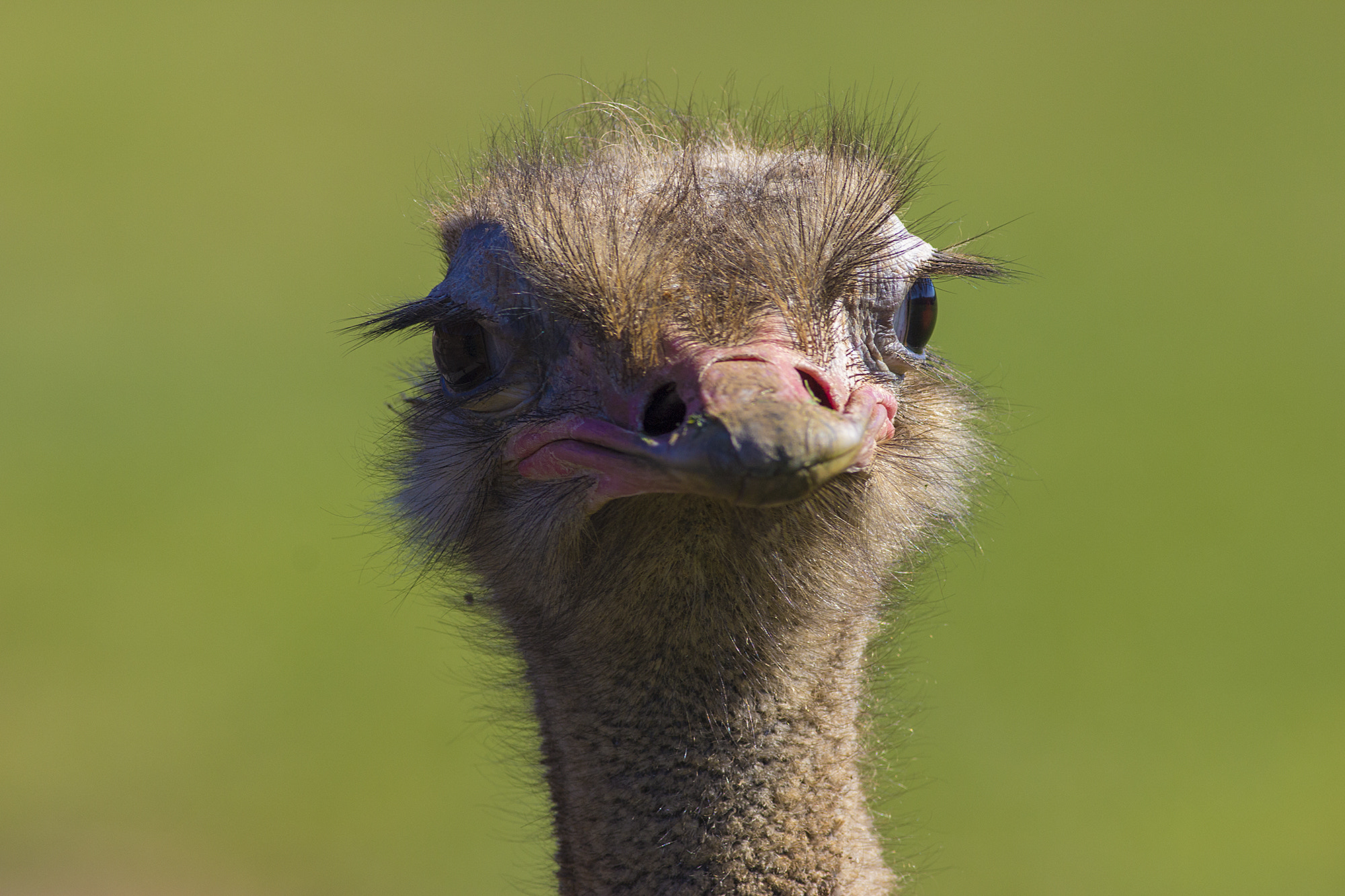 Canon EOS 60D + Canon EF 400mm F5.6L USM sample photo. Pretty ostrich photography