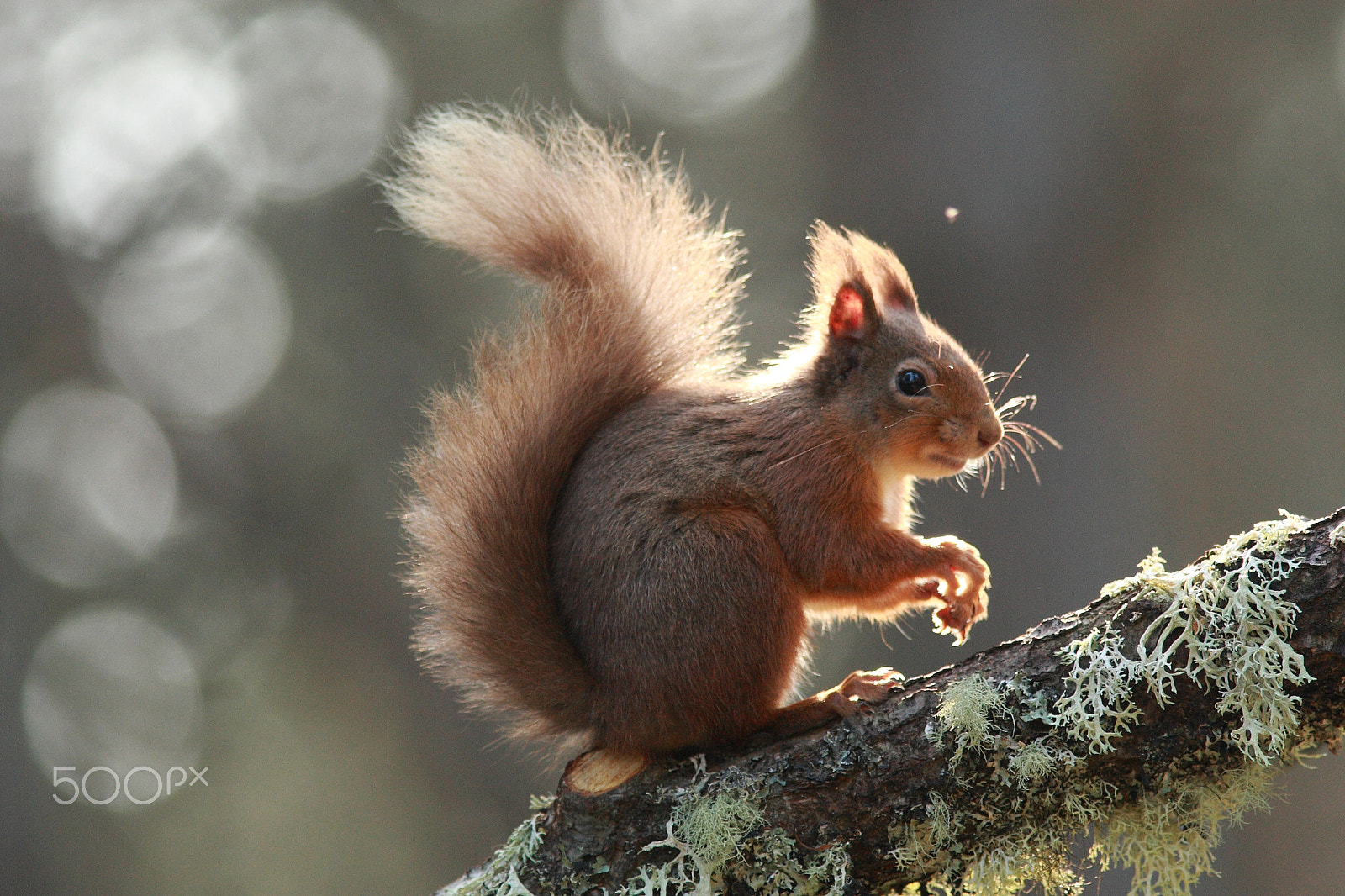 Canon EF 300mm F4L IS USM sample photo. Cheeky wee red squirrel photography