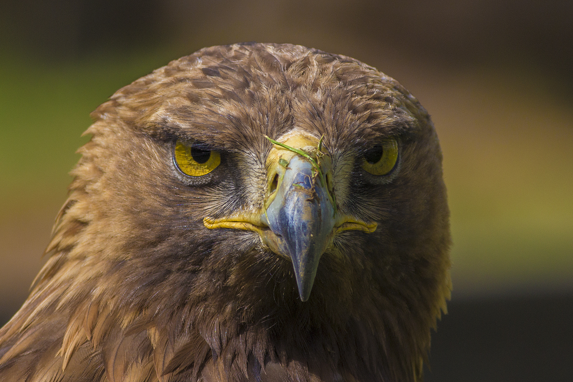 Canon EOS 60D + Canon EF 400mm F5.6L USM sample photo. Golden eagle photography