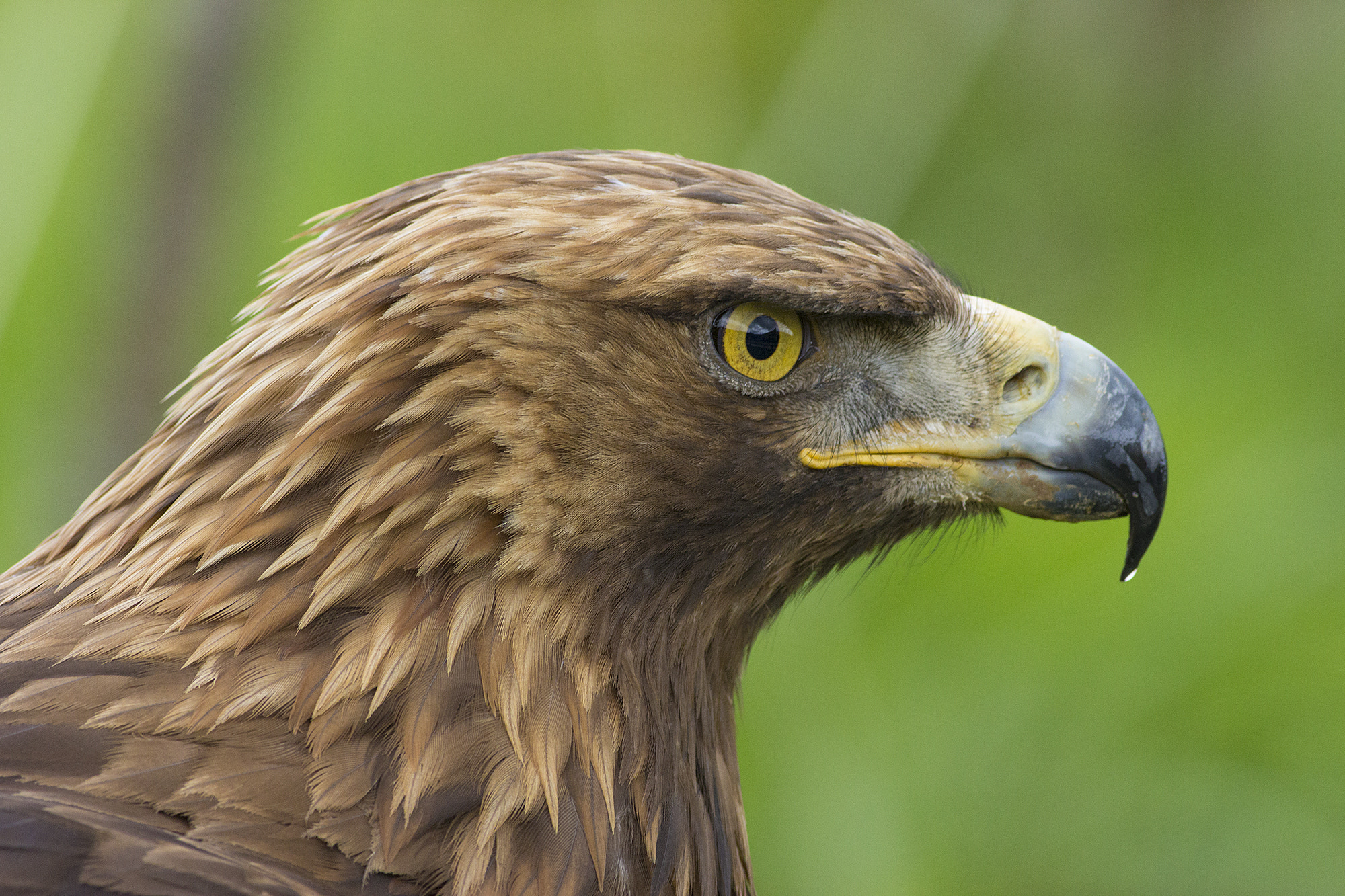 Canon EOS 60D + Canon EF 400mm F5.6L USM sample photo. Golden eagle photography