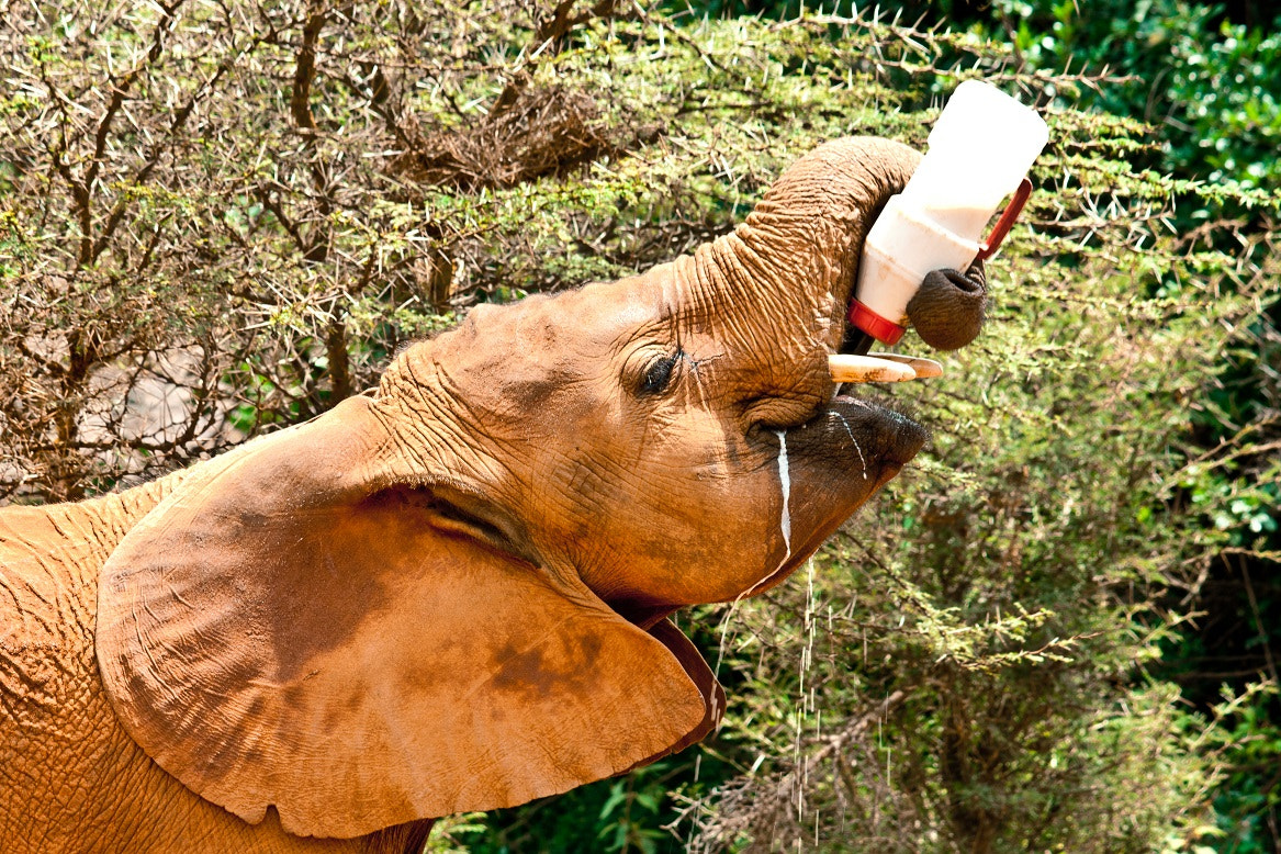 Canon EOS 1000D (EOS Digital Rebel XS / EOS Kiss F) sample photo. Bb elephant photography