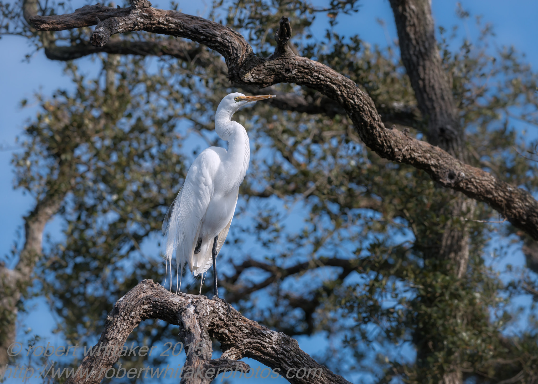 Nikon AF-S Nikkor 200-400mm F4G ED-IF VR sample photo. Great egret photography