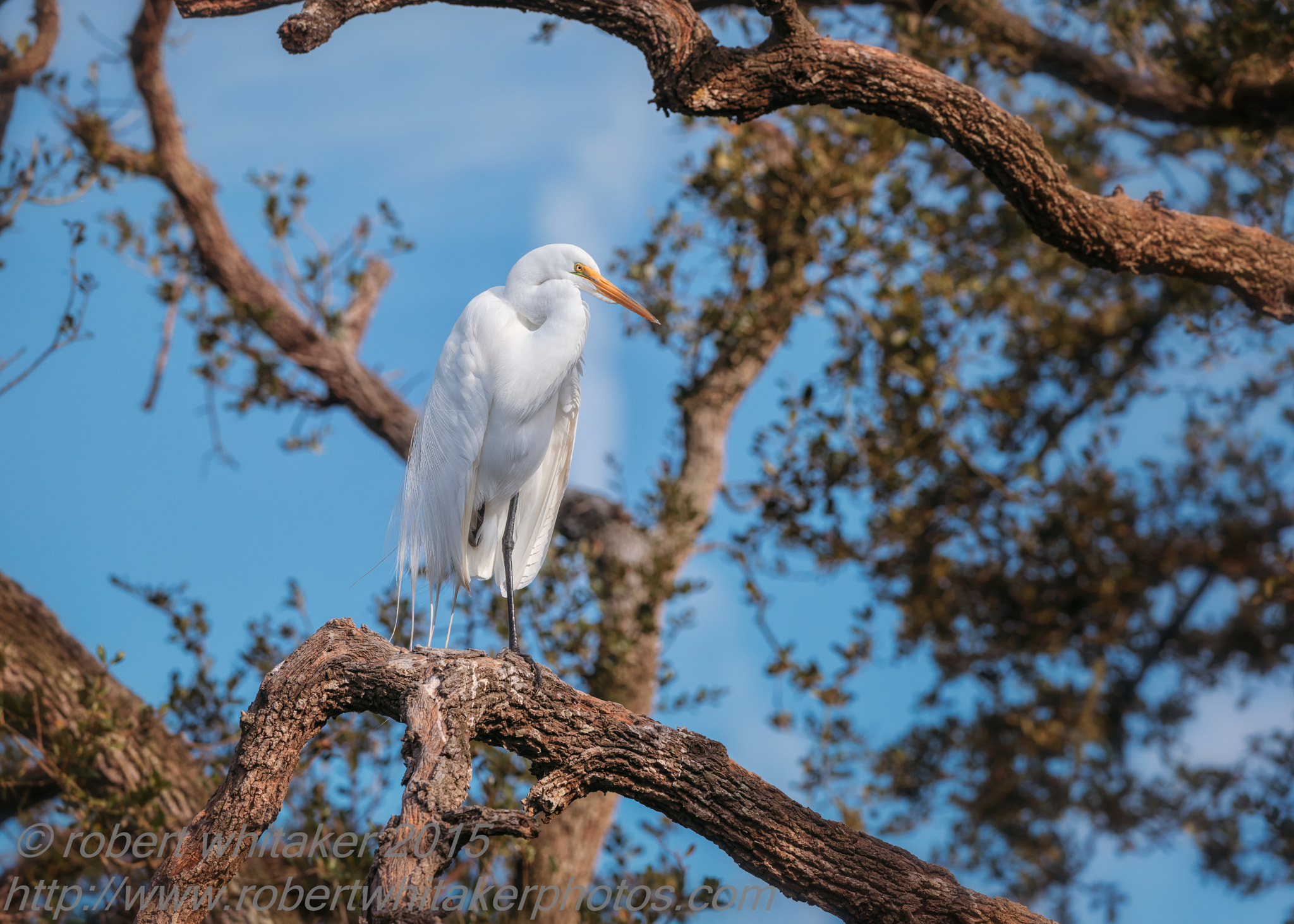 Nikon AF-S Nikkor 200-400mm F4G ED-IF VR sample photo. Great egret photography