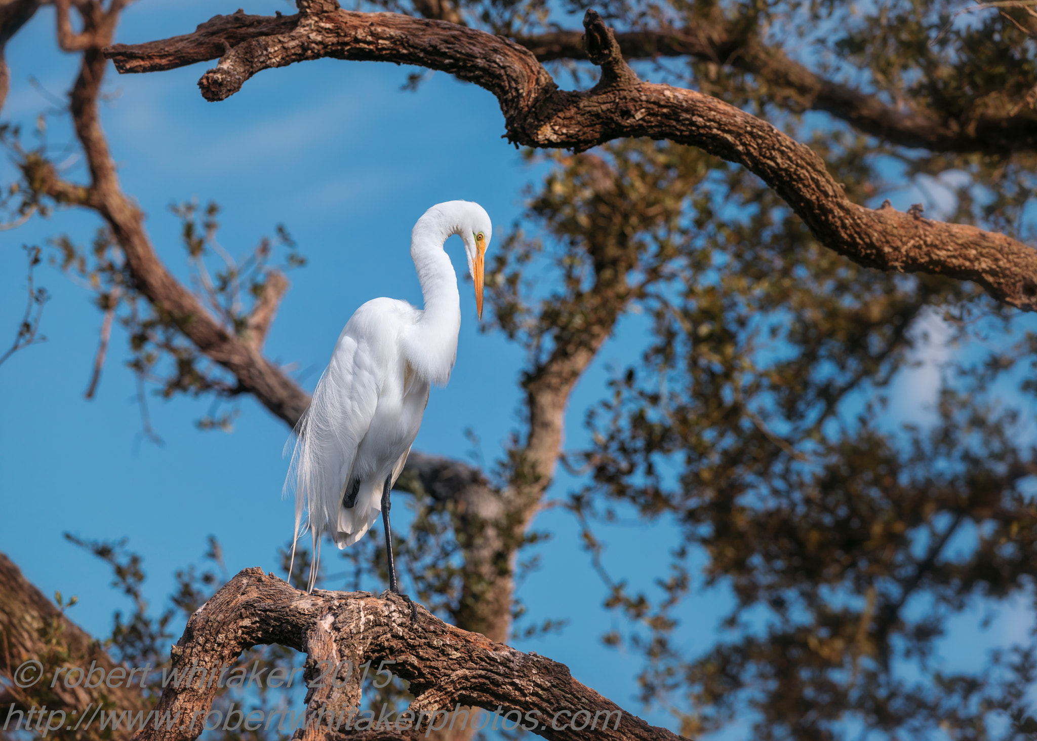 Nikon AF-S Nikkor 200-400mm F4G ED-IF VR sample photo. Great egret photography