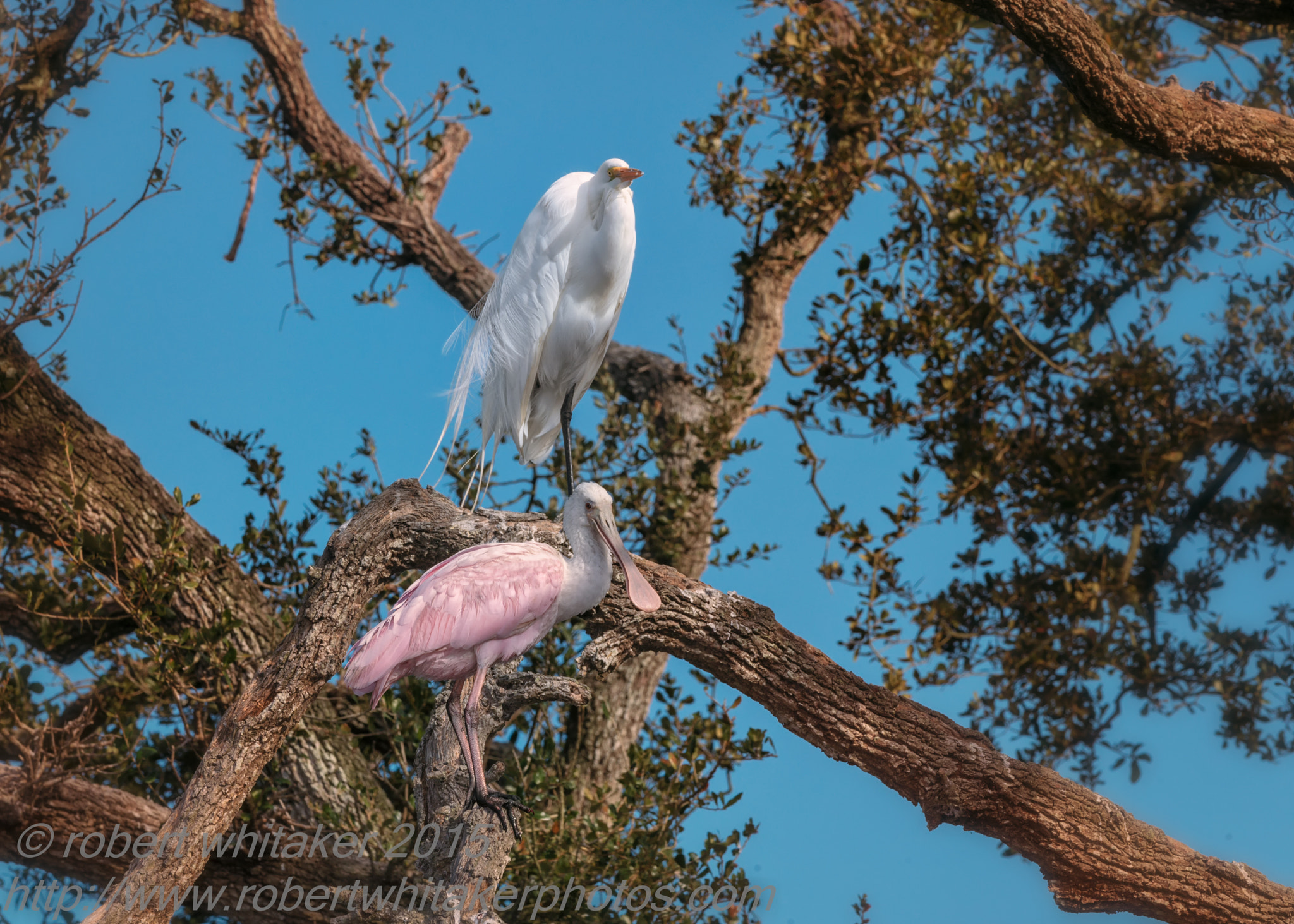 Nikon AF-S Nikkor 200-400mm F4G ED-IF VR sample photo. Roseate spoonbill photography