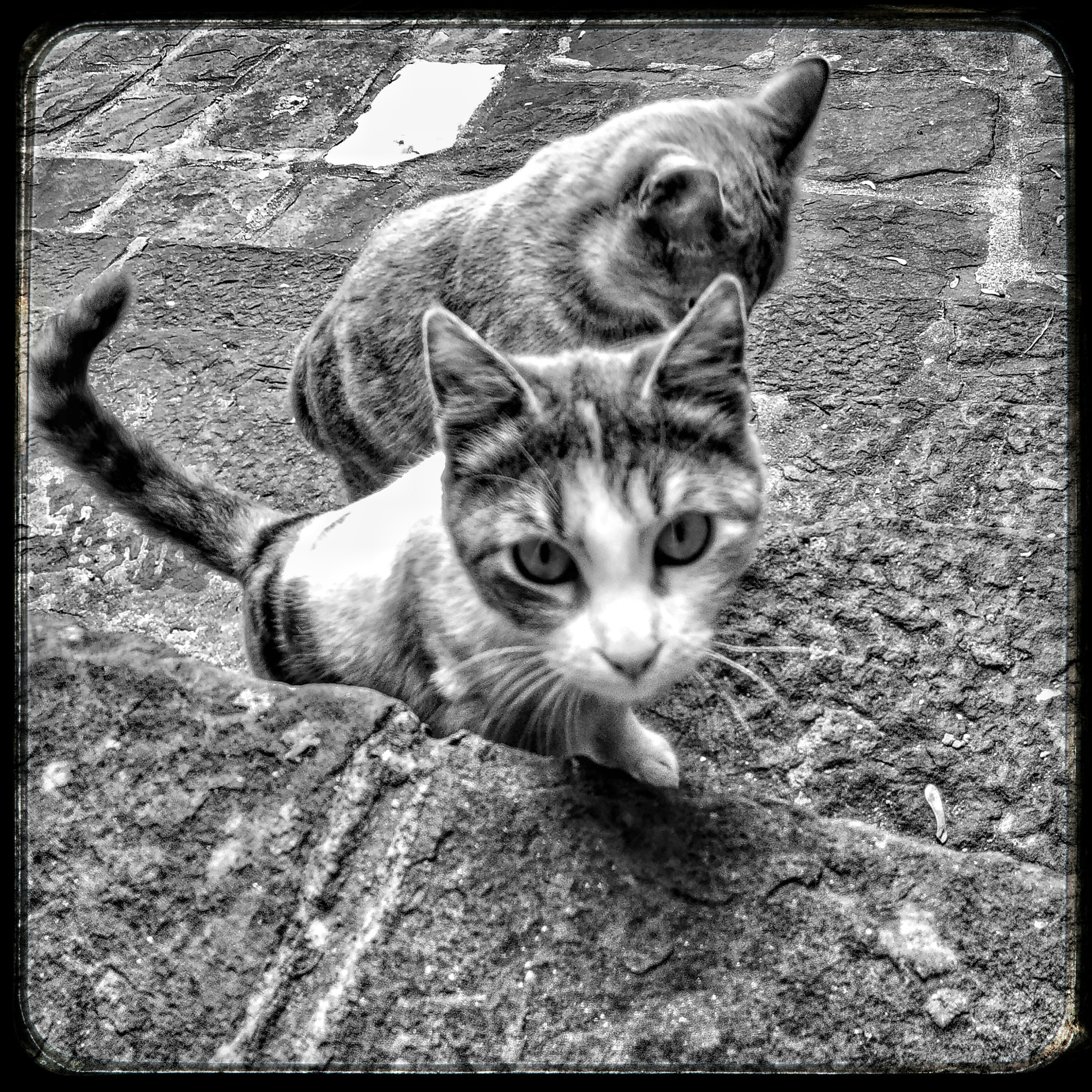 Lenovo S60-A sample photo. Cats photography