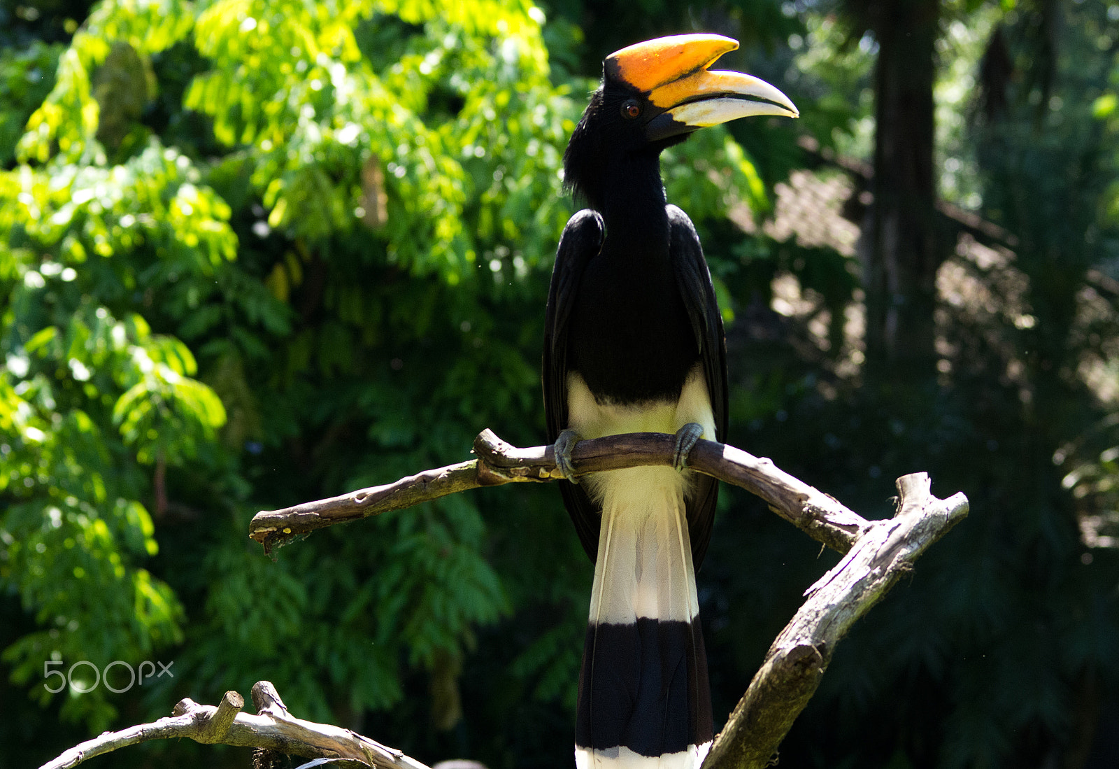 Sigma 120-400mm F4.5-5.6 DG OS HSM sample photo. Buceros bicornis - hornbill photography