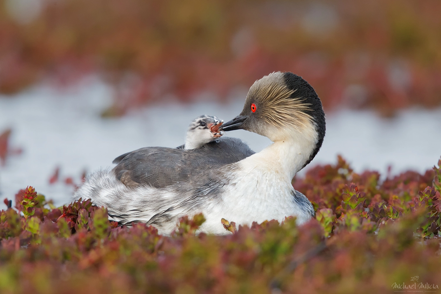 Canon EOS-1D X + Canon EF 500mm F4L IS II USM sample photo. Silvery grebe feeding chick photography