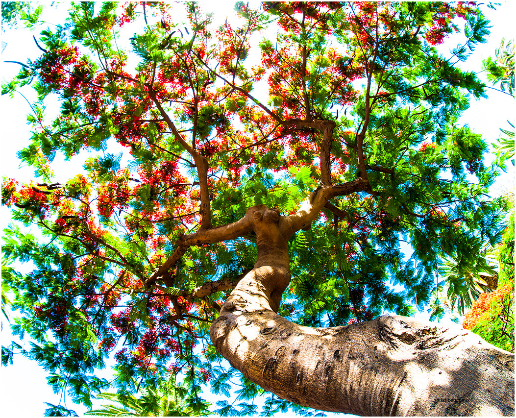 Nikon D90 + Samyang 8mm F3.5 Aspherical IF MC Fisheye sample photo. Toscal photography