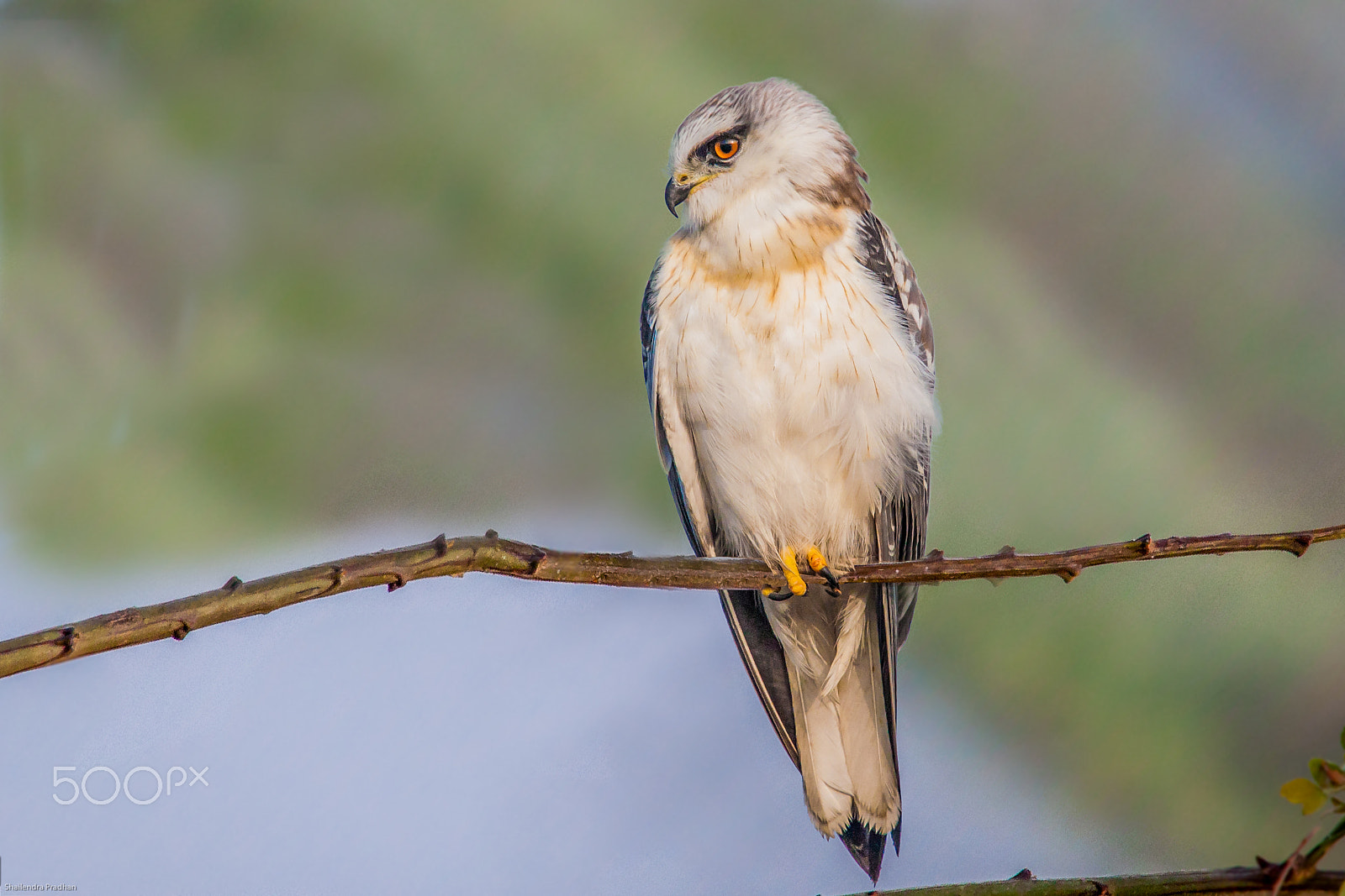 Canon EOS-1D Mark III sample photo. Black shoulder kite photography