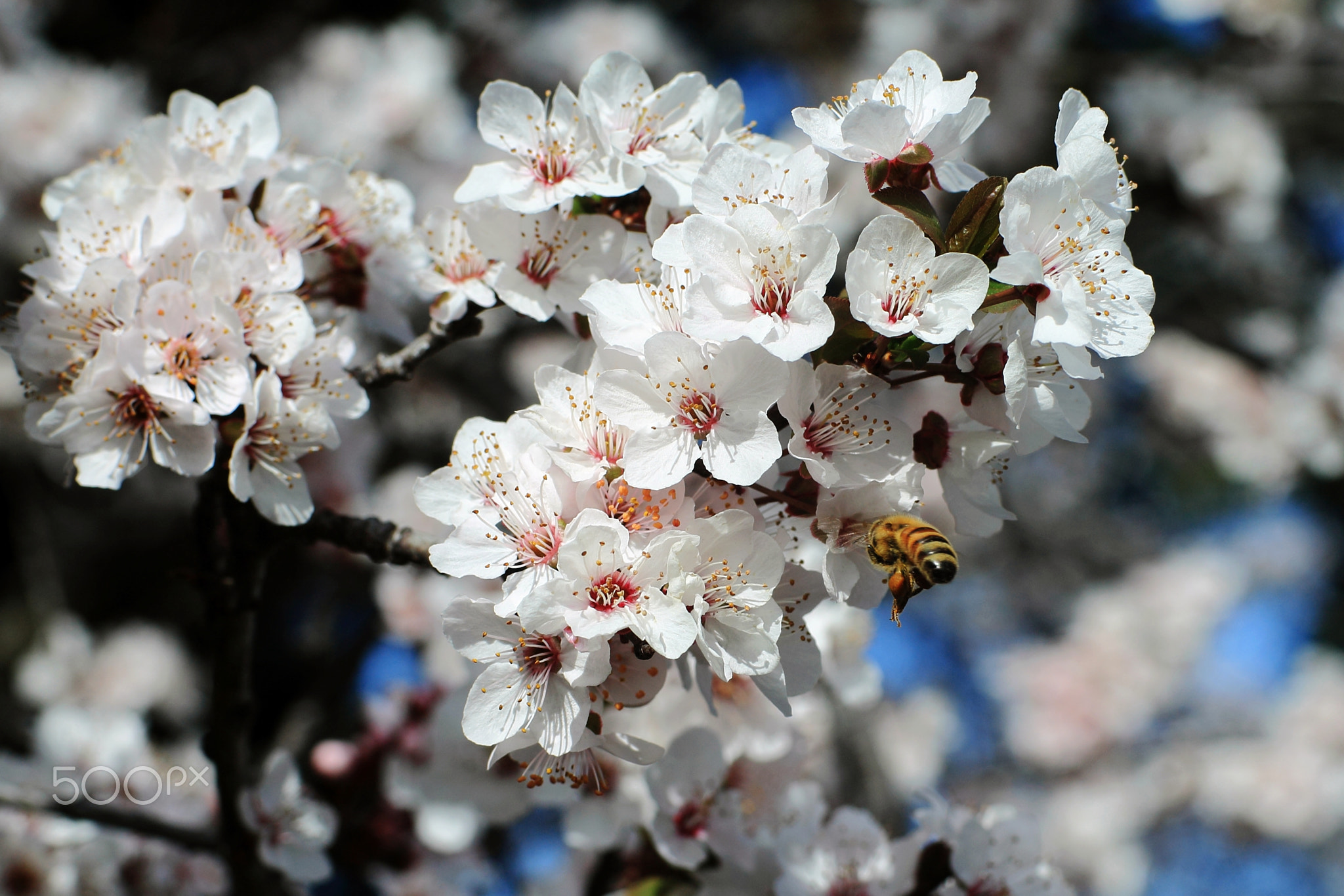 Bee Blossoms