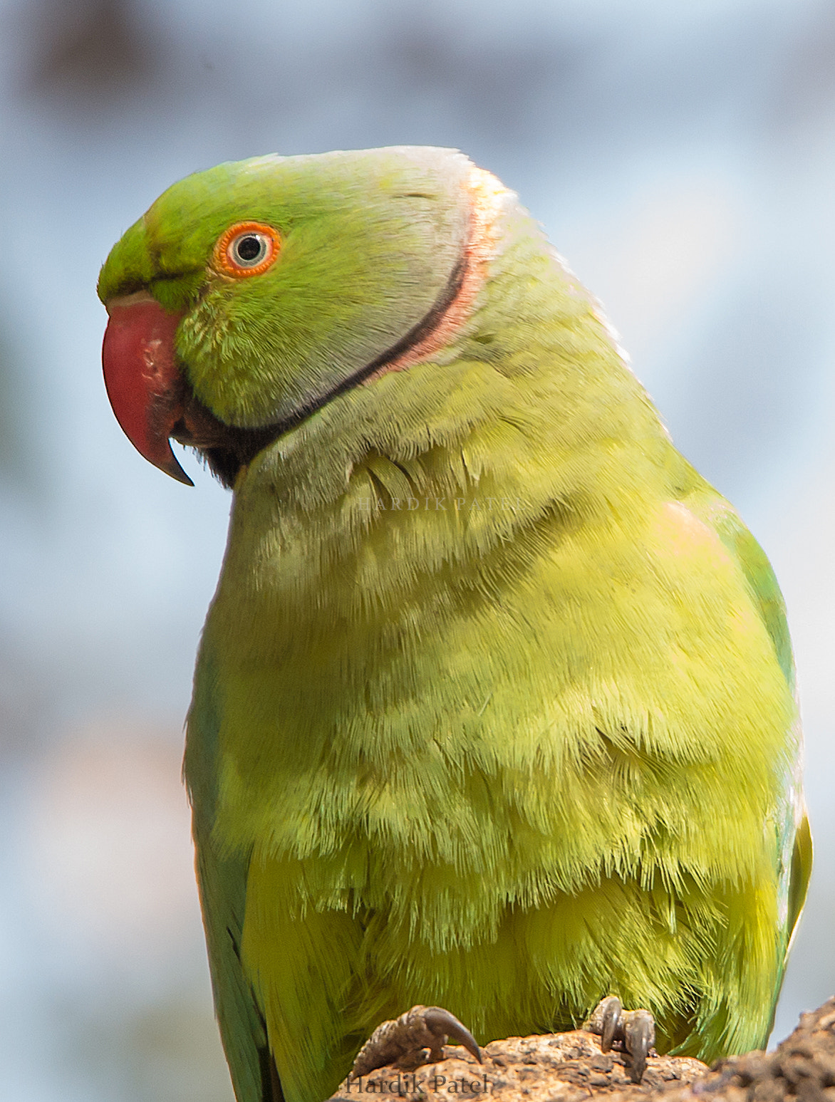 Nikon D4S sample photo. Parakeet photography
