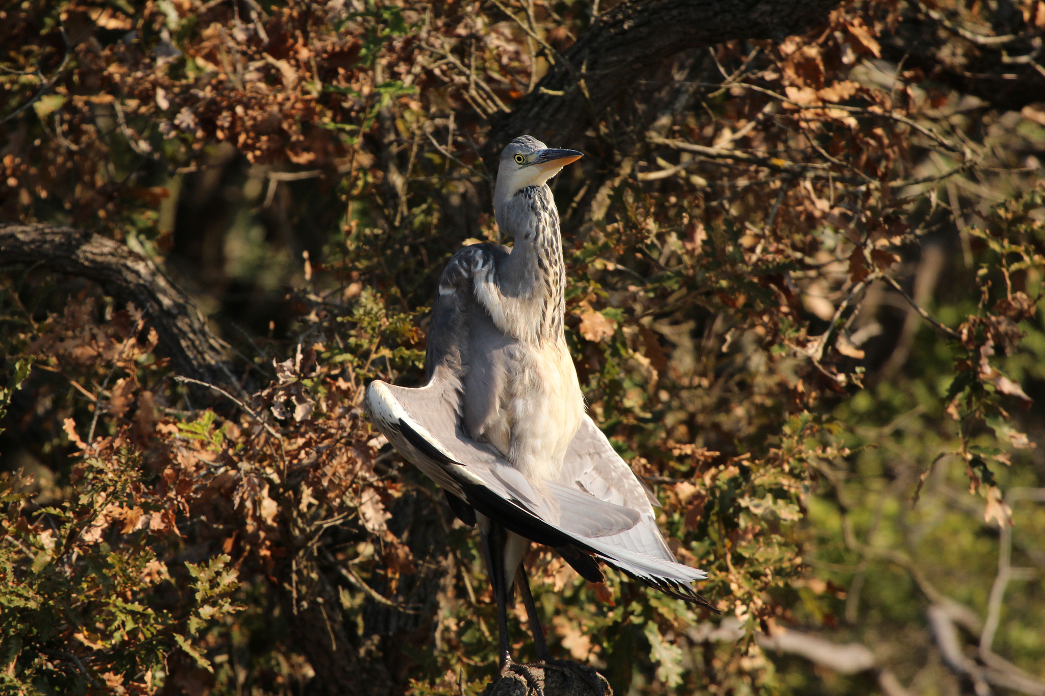 Canon EF 100-400mm F4.5-5.6L IS USM sample photo. Bird yoga photography