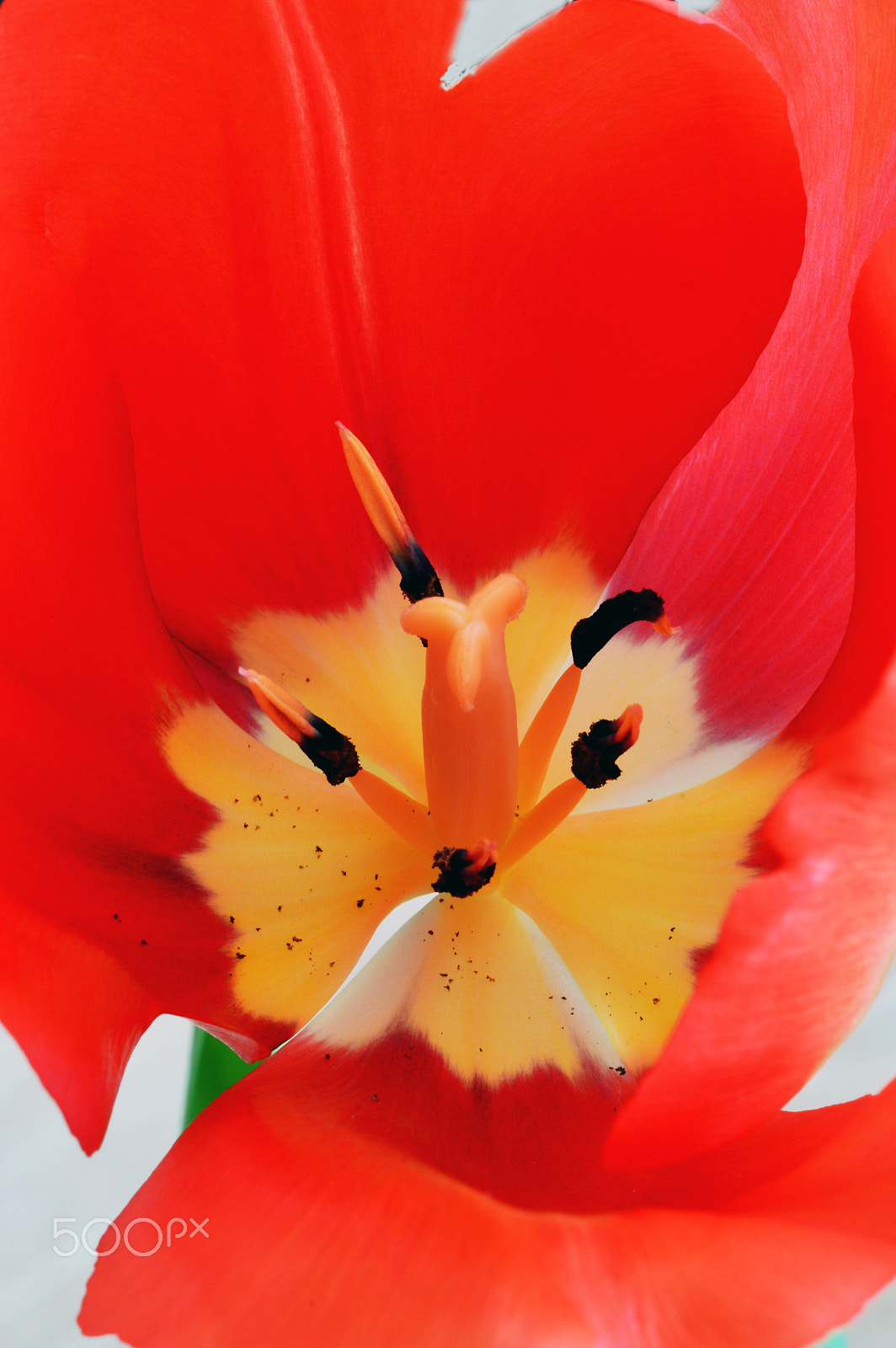Nikon D3200 + AF Nikkor 50mm f/1.8 sample photo. Tulpe1 photography
