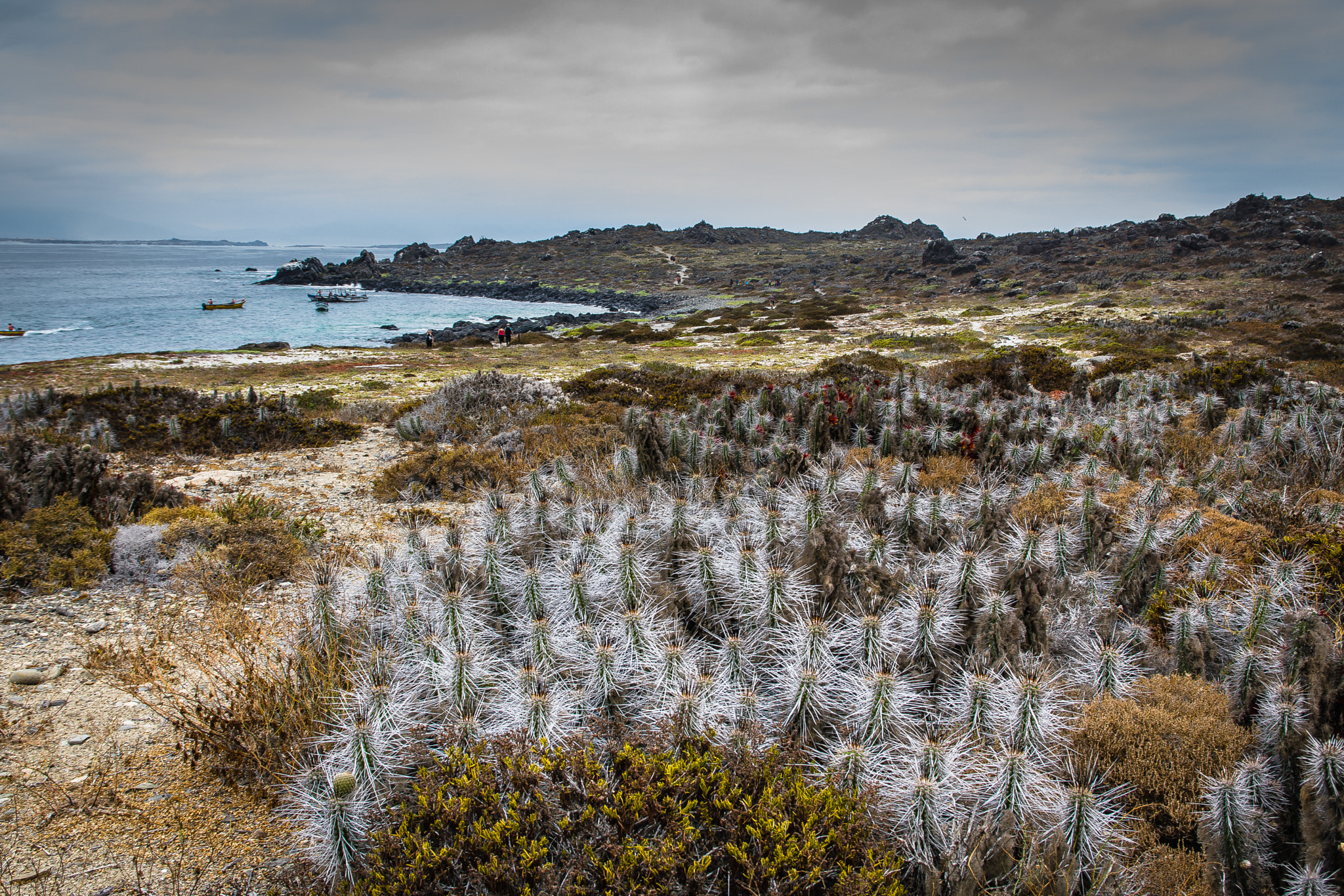 Sigma 17-70mm F2.8-4 DC Macro OS HSM | C sample photo. Isla damas photography