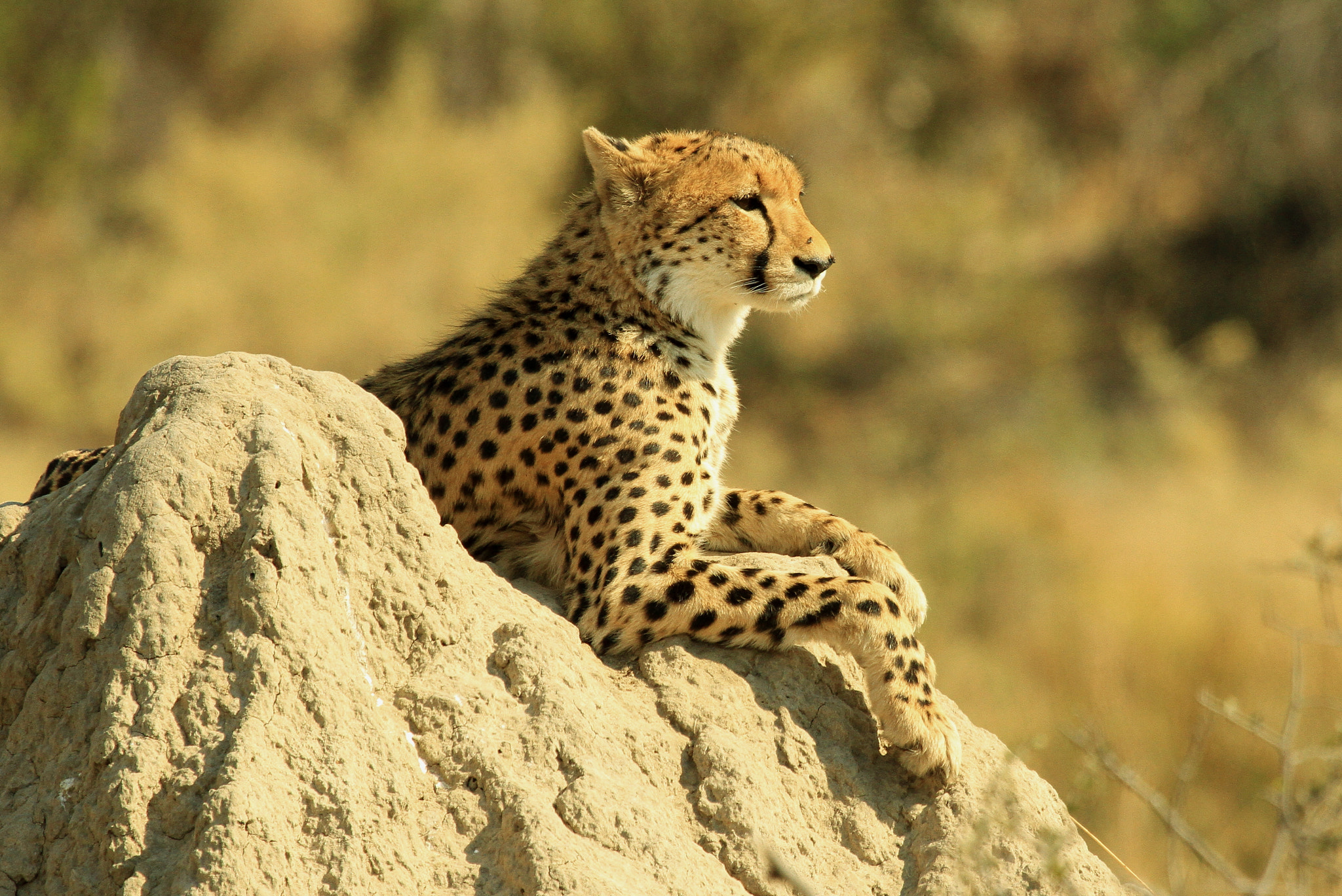 Canon EF 100-400mm F4.5-5.6L IS USM sample photo. Cheetah surveying photography
