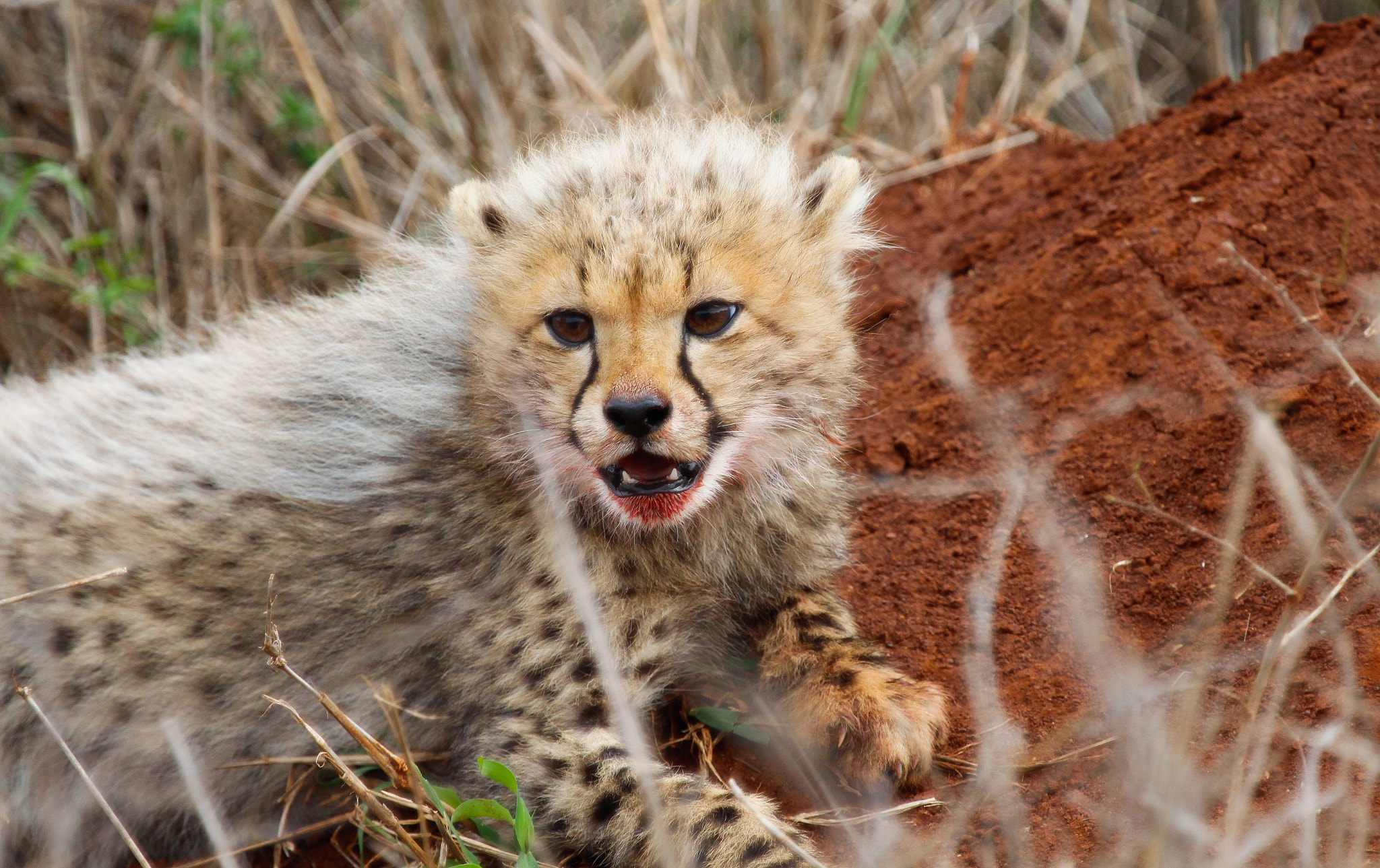 Canon EF 100-400mm F4.5-5.6L IS USM sample photo. Cheetah cub photography