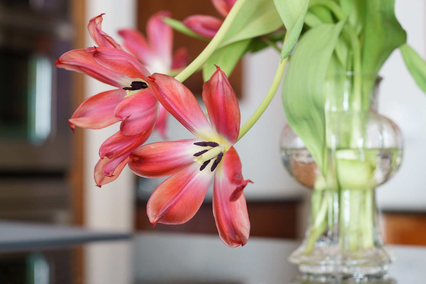 Sony a6000 + Canon EF 50mm f/1.8 sample photo. Tulips photography