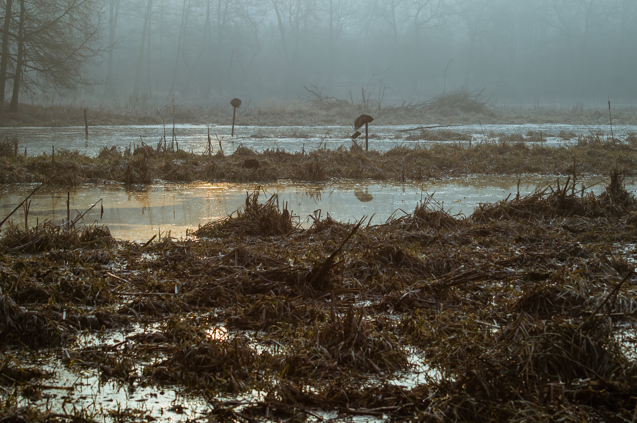 Sony SLT-A57 + Minolta AF 70-210mm F4.5-5.6 [II] sample photo. Swamp photography