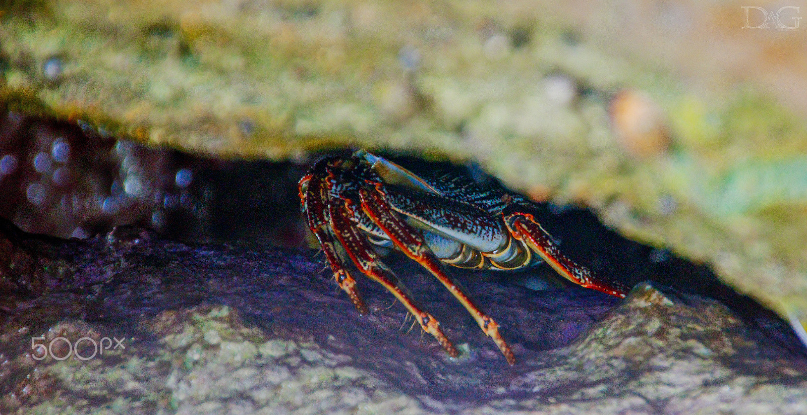Sigma 18-250mm F3.5-6.3 DC OS HSM sample photo. Krebs - 04 photography
