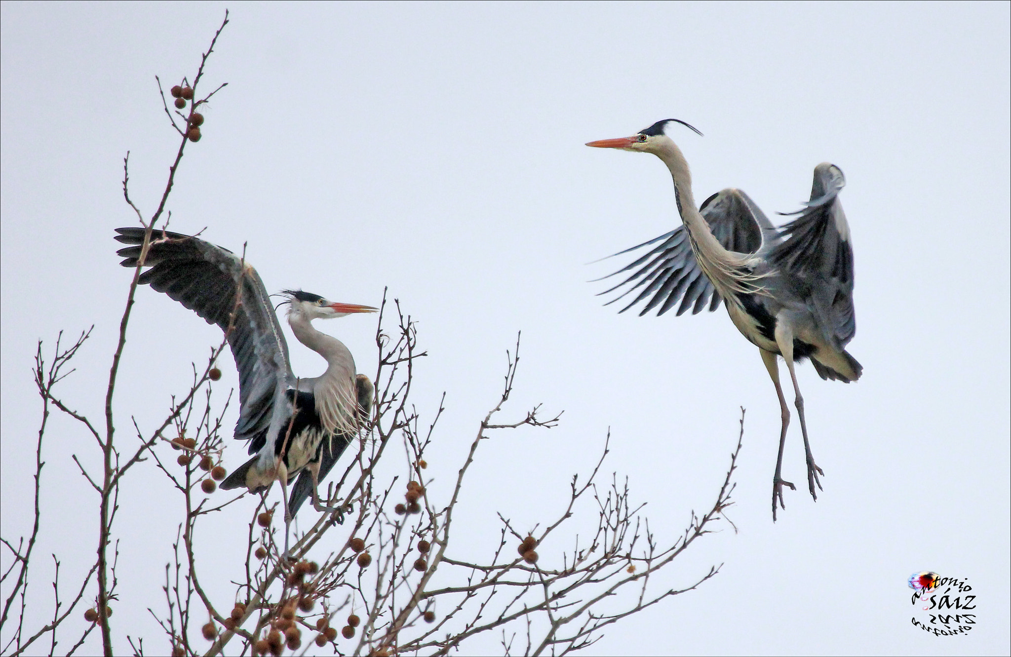 Canon EF 100-400mm F4.5-5.6L IS USM sample photo. Garzas reales photography