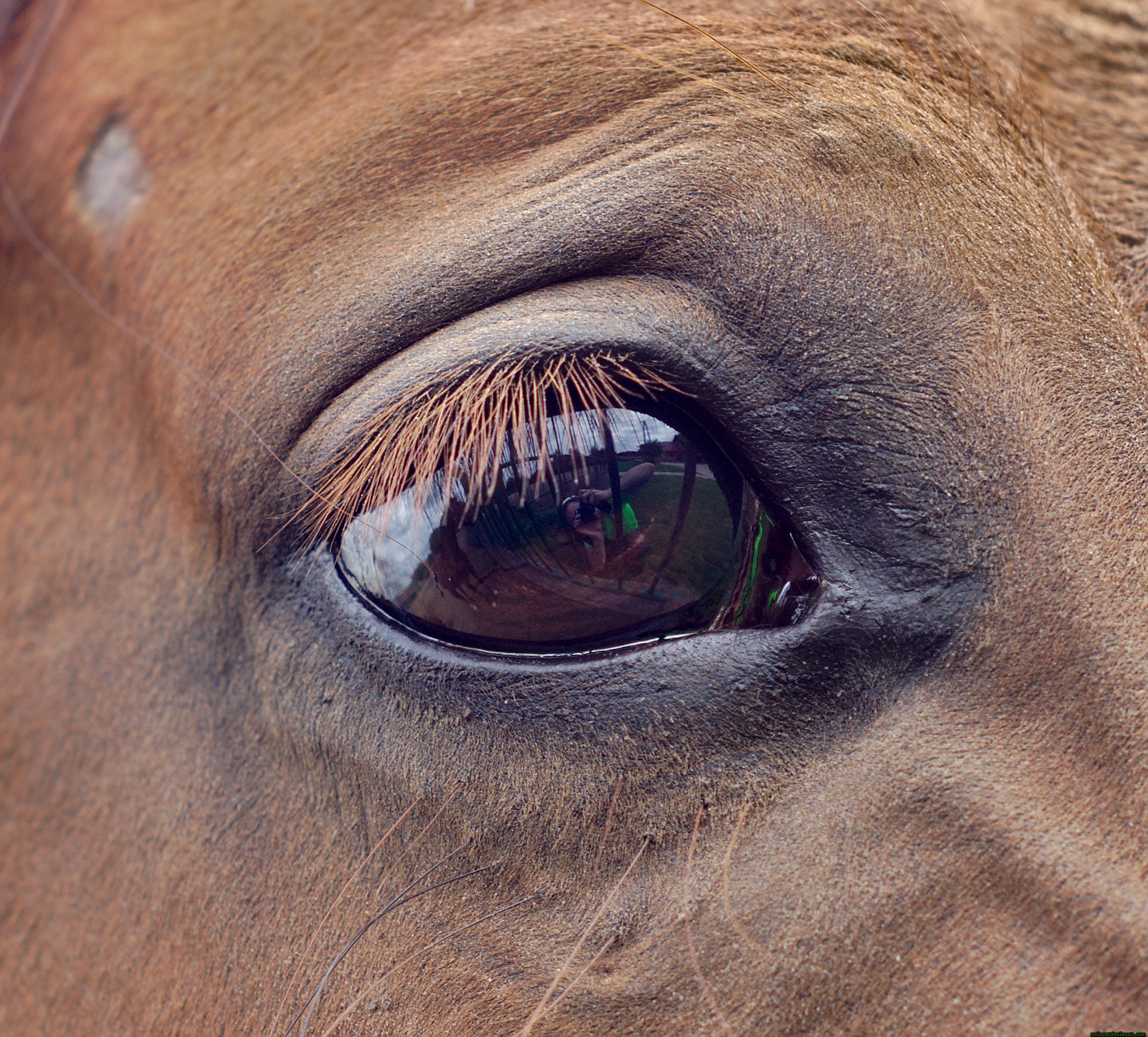Pentax K-x + A Series Lens sample photo. Animals photography