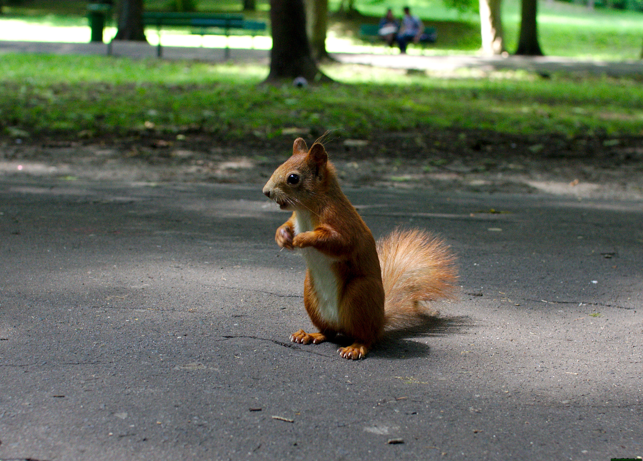 Pentax K-x + Sigma sample photo. Animals photography