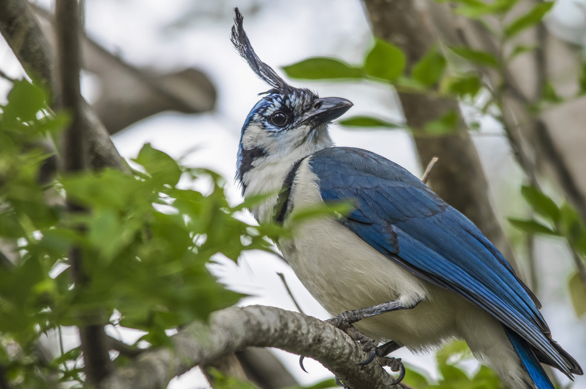 Pentax K-3 II + Sigma 150-500mm F5-6.3 DG OS HSM sample photo. Princess of costa rica photography