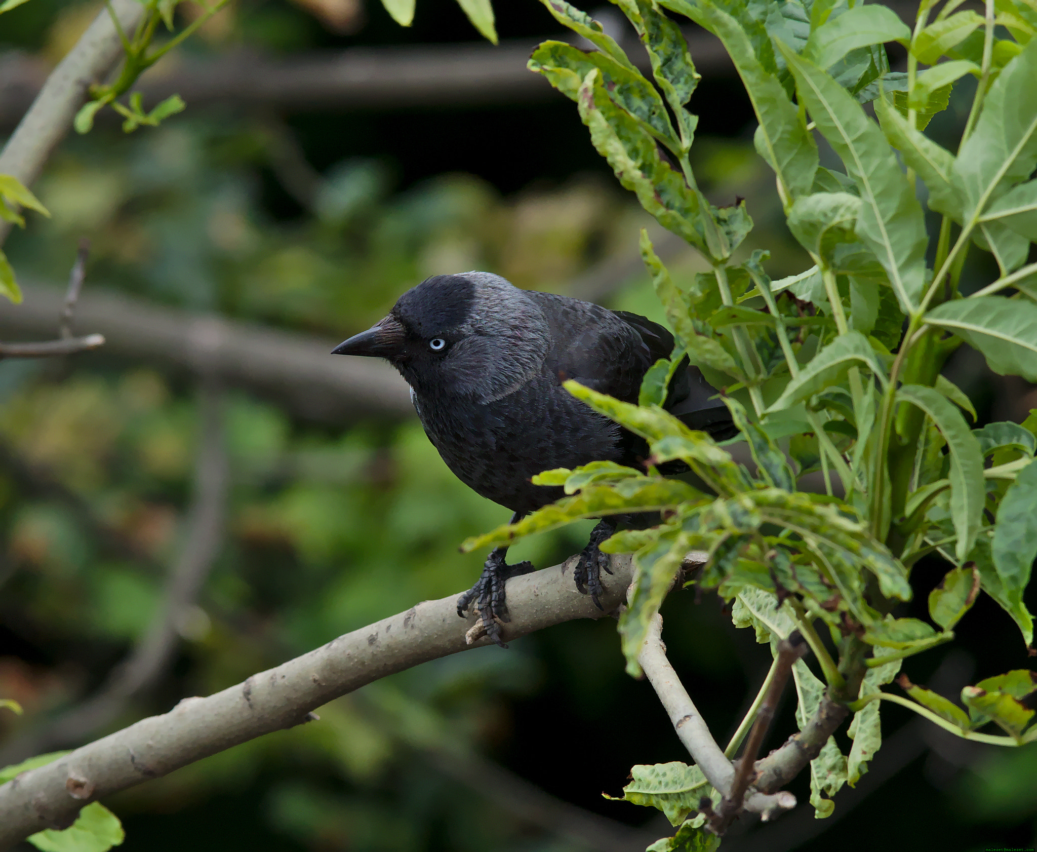 Pentax K-3 sample photo