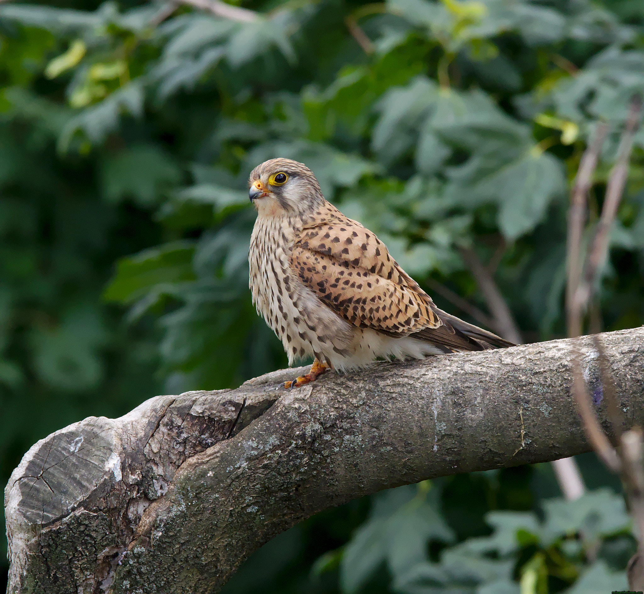 Pentax K-3 sample photo