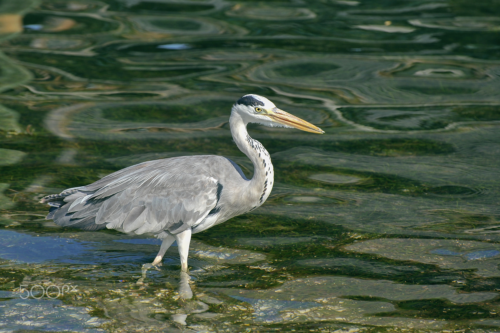 Nikon D3 sample photo. Grey heron photography